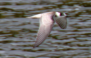 Black Tern (Chlidonias niger) - Peso da Régua 25 August 2026