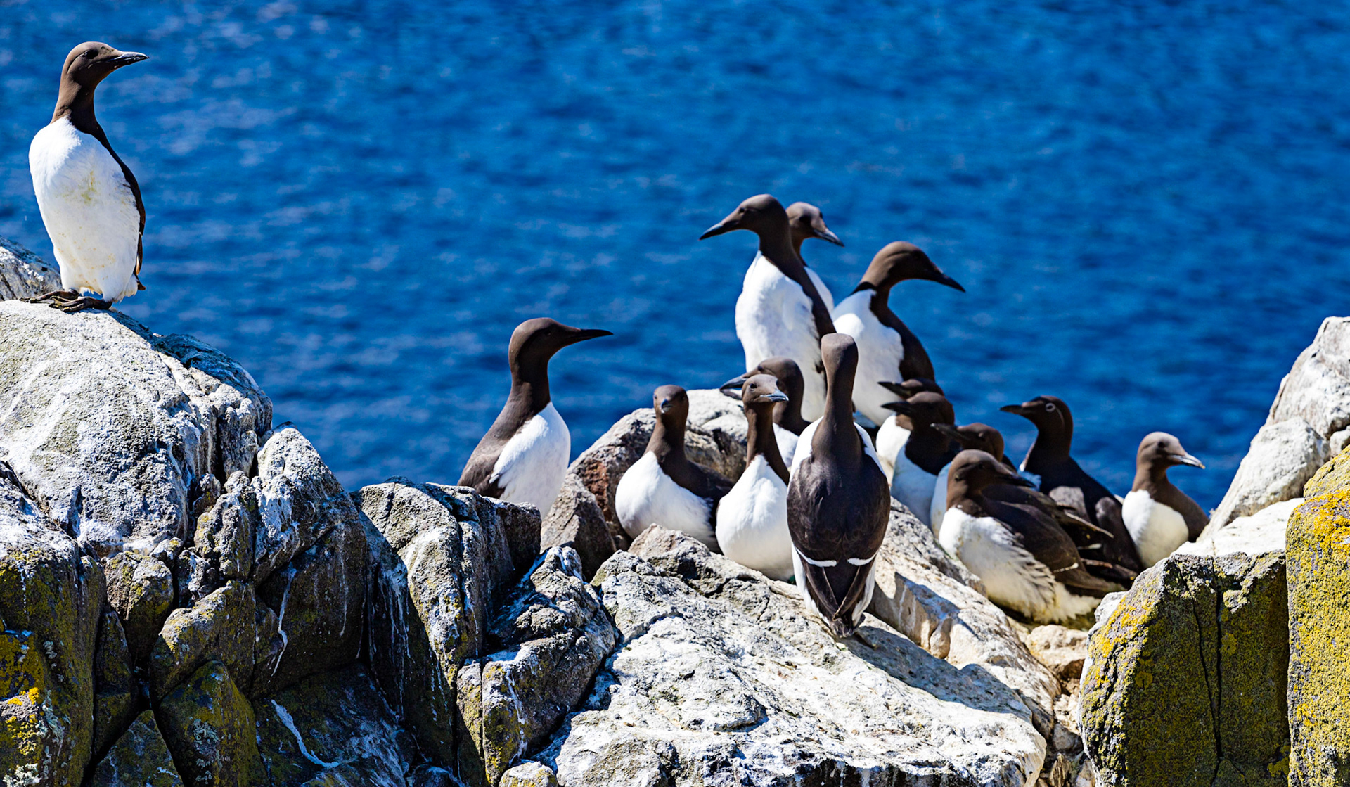 Isle of May - 04 June 2022