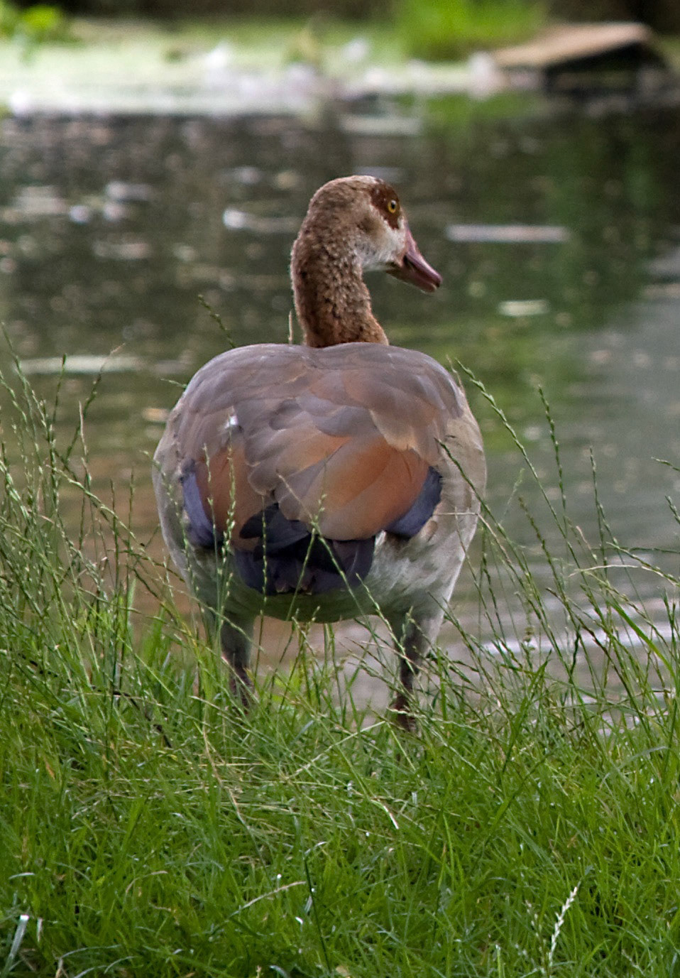 BecclesPlease see my other Photographs at: http://www.jamespdeans.co.uk/