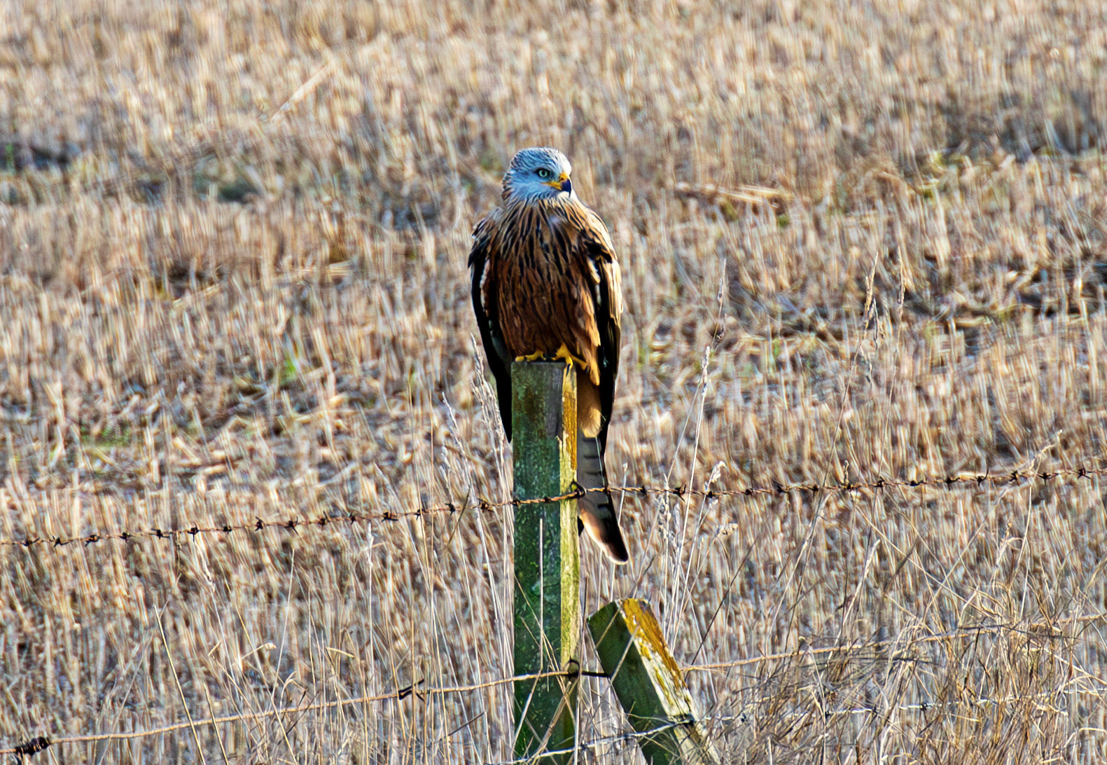Red Kite near Edzell 30 December 2025