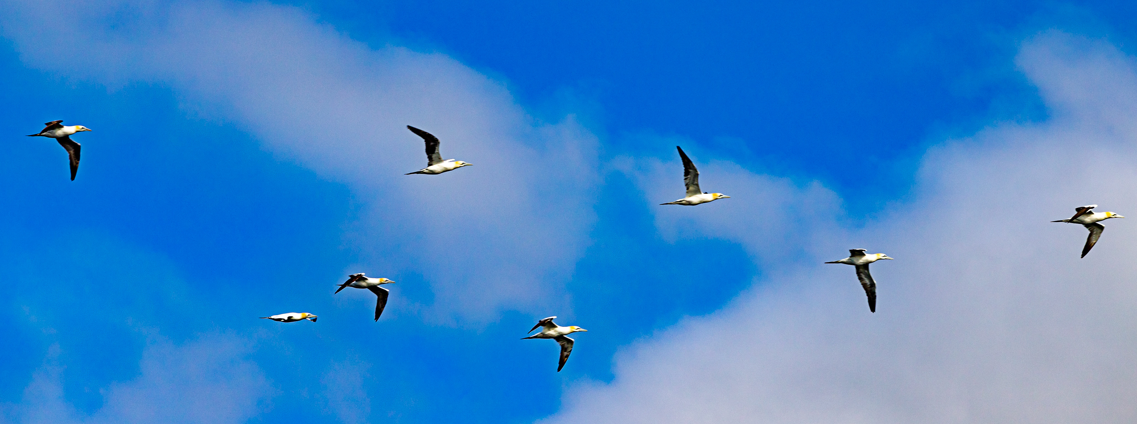 Isle of May - 04 June 2022