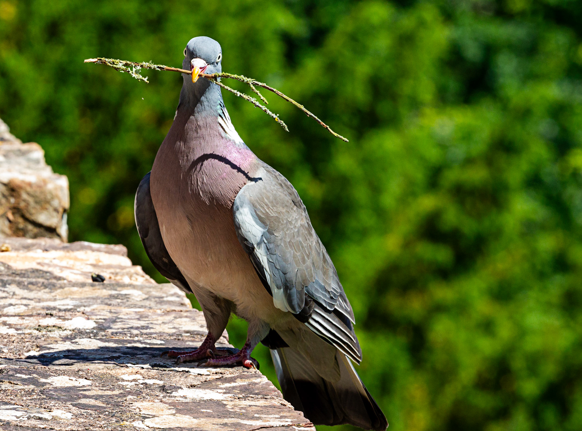 Dunster 22 June 2023