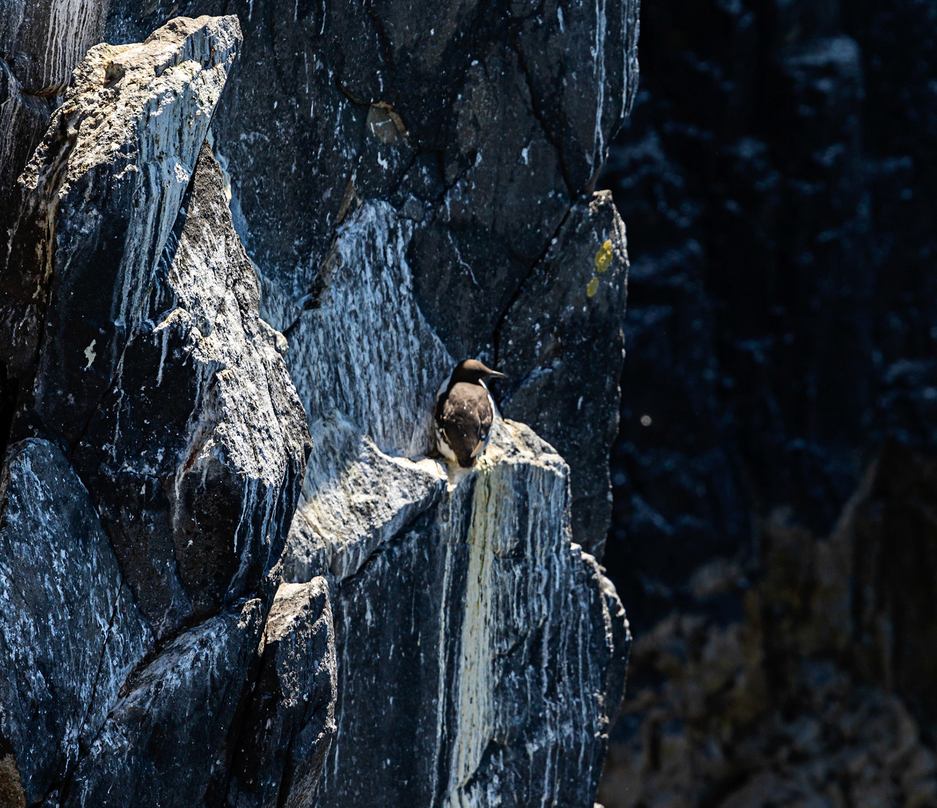 Isle of May - 04 June 2022