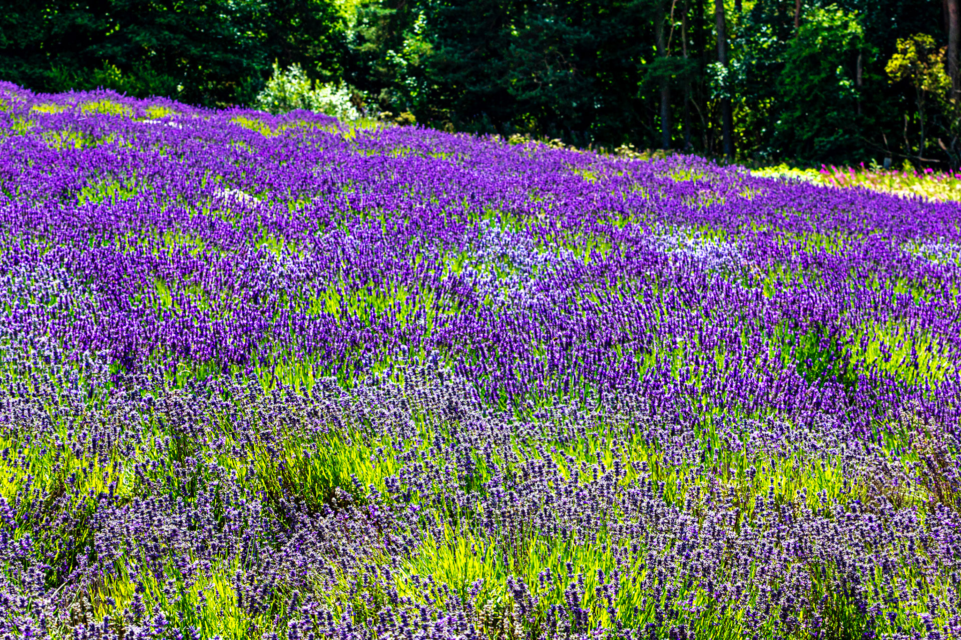 I spent an amazing few hours at Scottish Lavender Oils. They are so dedicated to nature and not to profit!