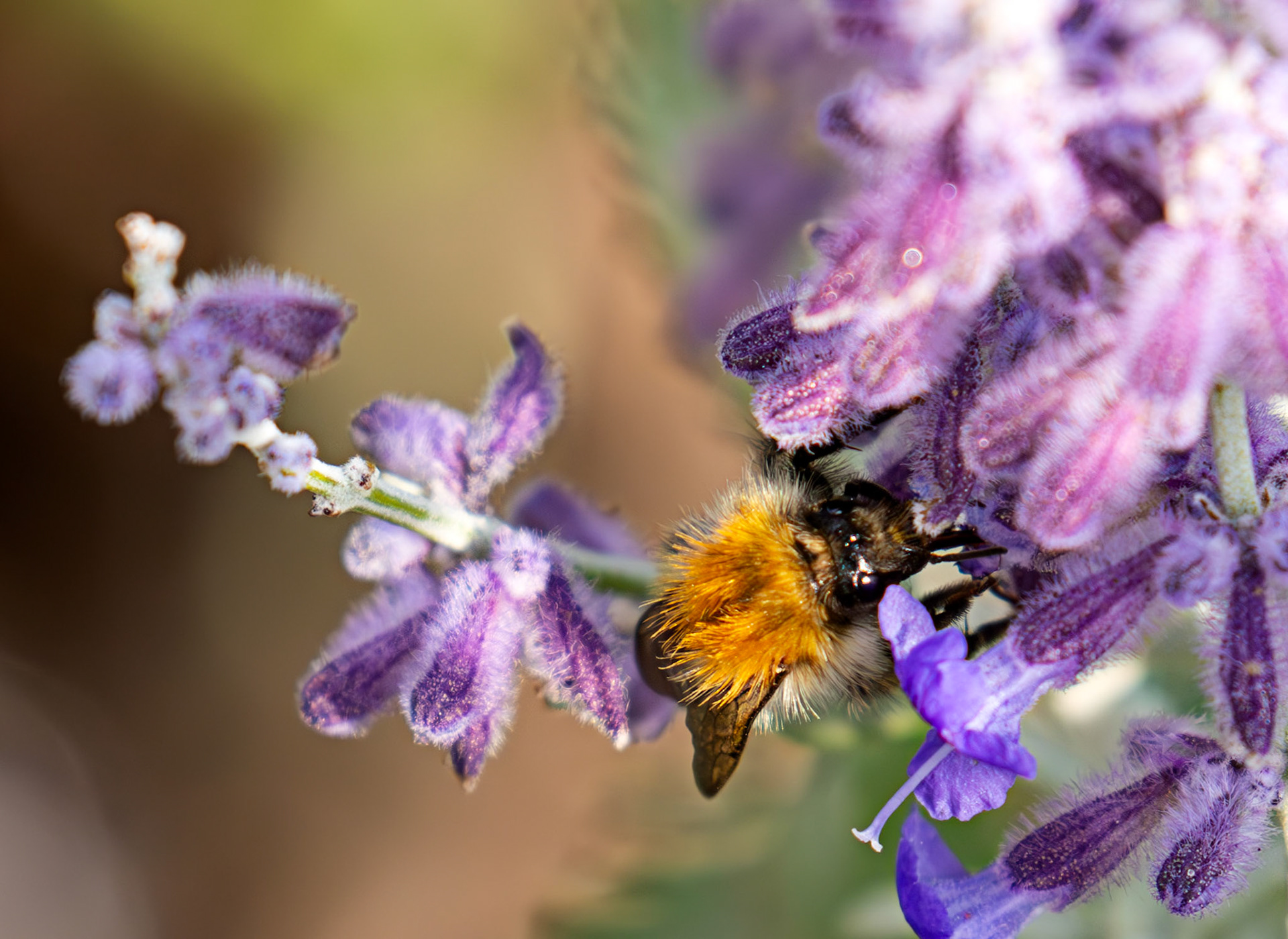 Common Carder Bumblebee (Bombus pascuorum) Slough 05 August 2025