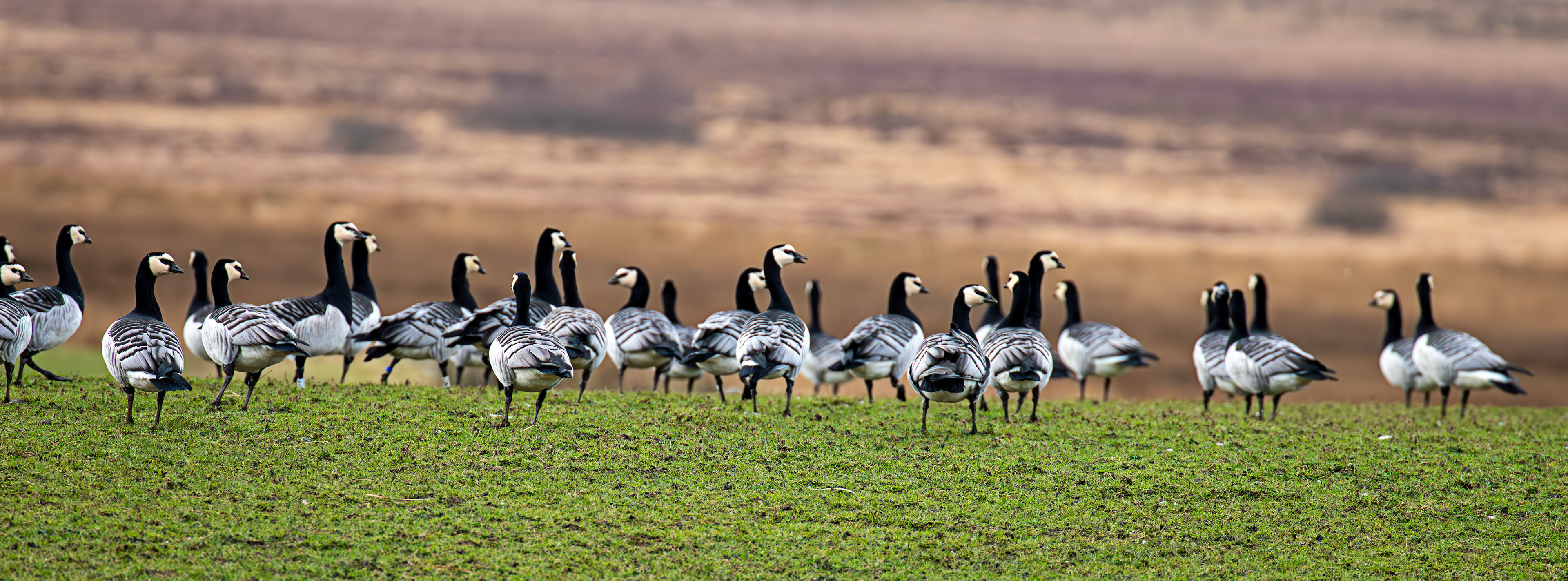 Barnacle Geese: The Island of Islay 04 March 2025