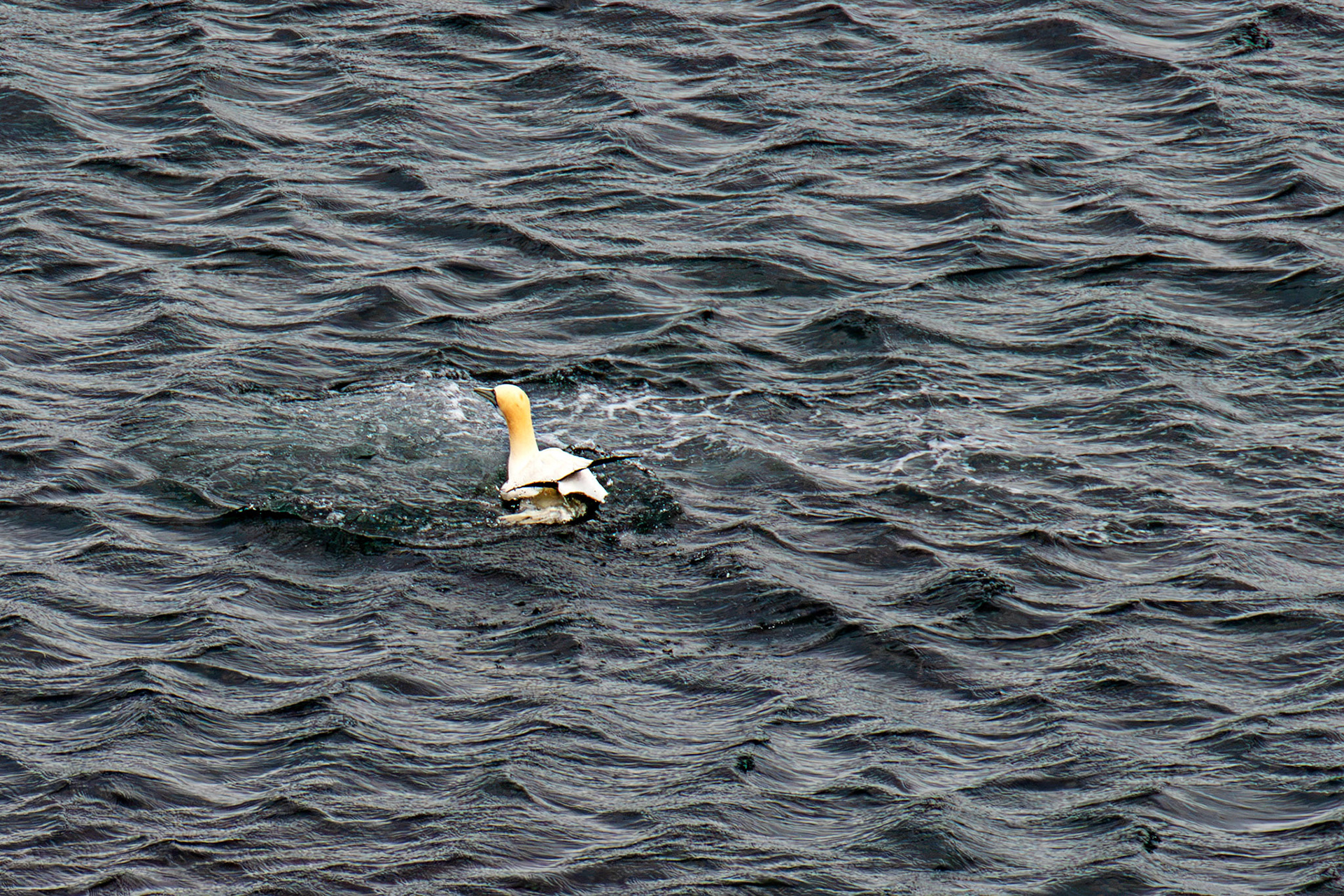 Northern Gannet resurfacing after dive - Tantallon Castle 04 July 2026