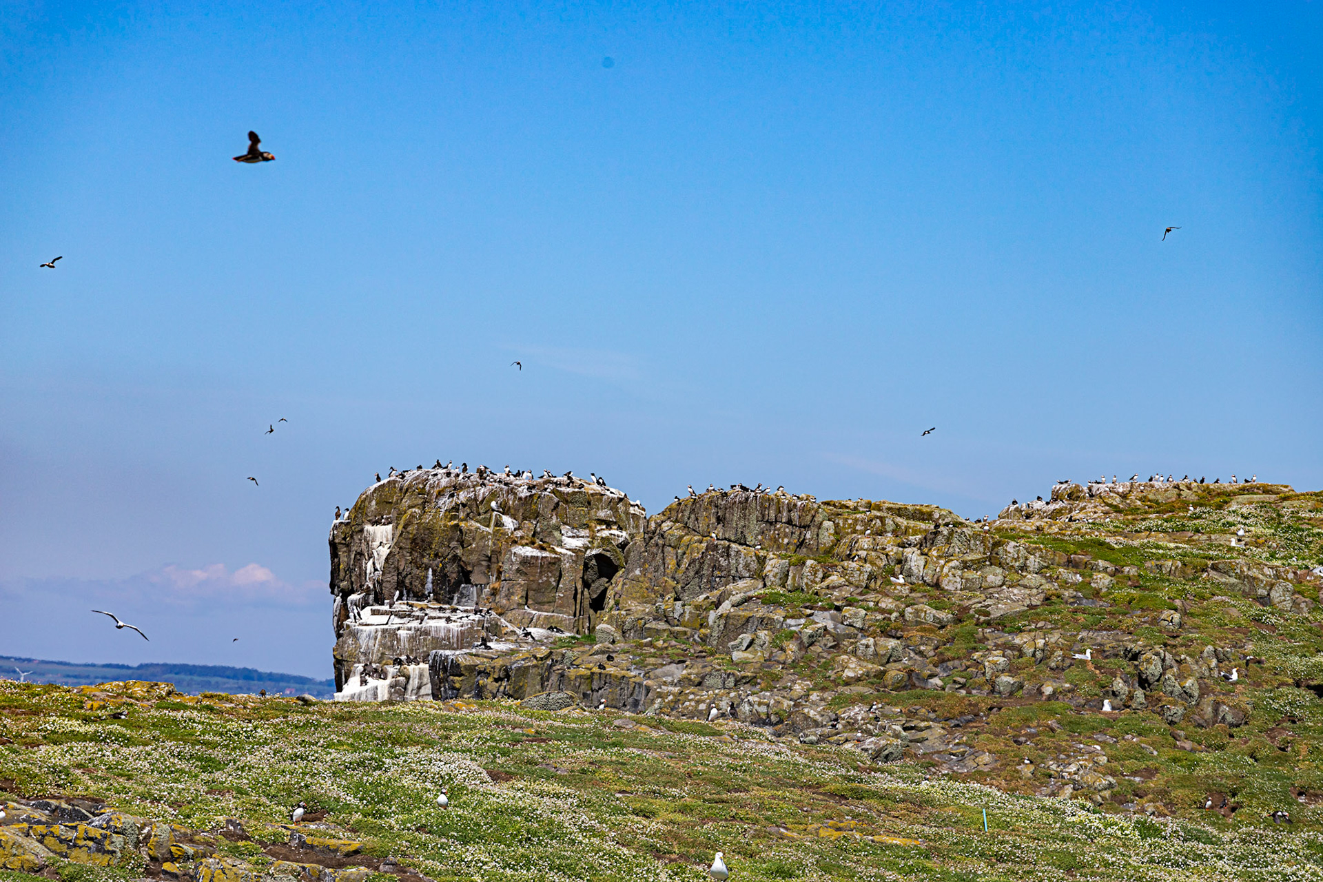 Puffin - Isle of May - 04 June 2022