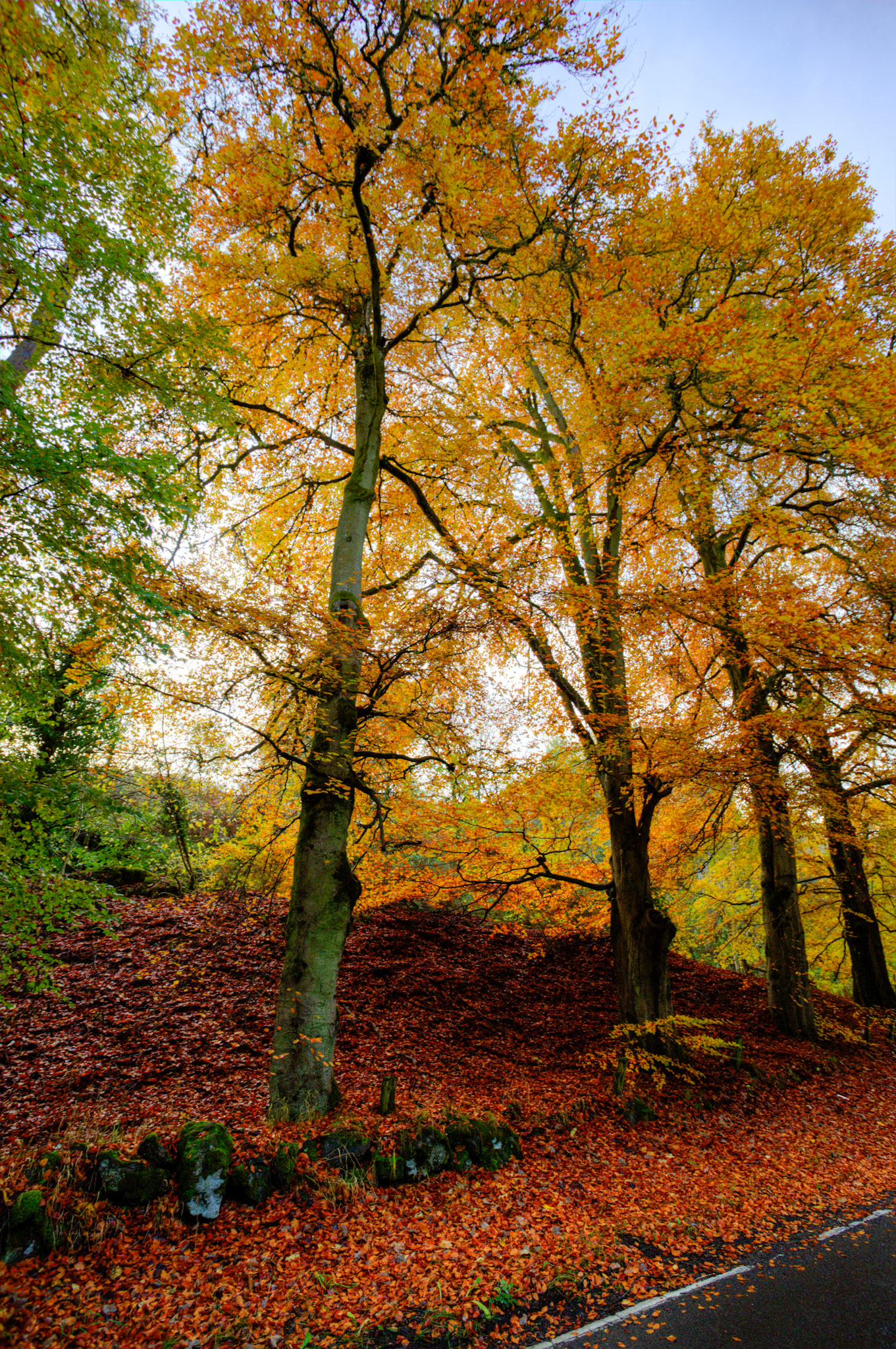 Glenfarg. Autumnal Tour around Perthshire 19 October 2024