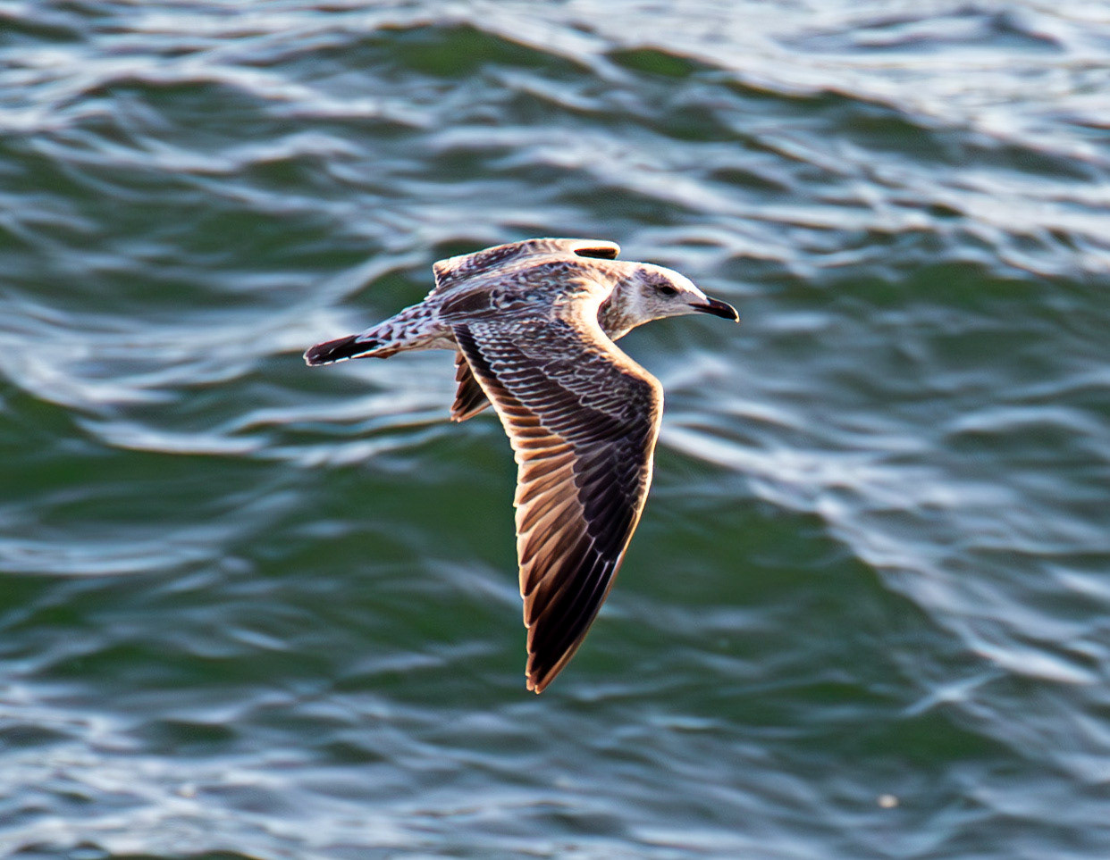 Yellow-Legged Gull. Sail from Naples 03 Sept 2025