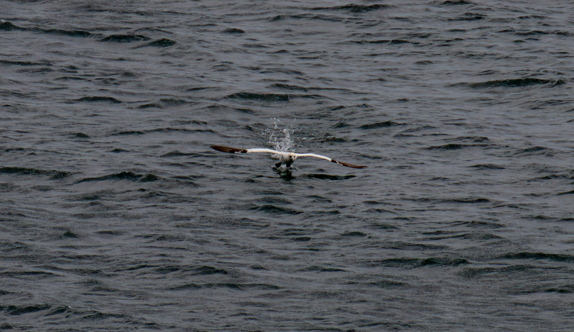 Northern Gannet getting airborne after dive - Tantallon Castle 04 July 2026