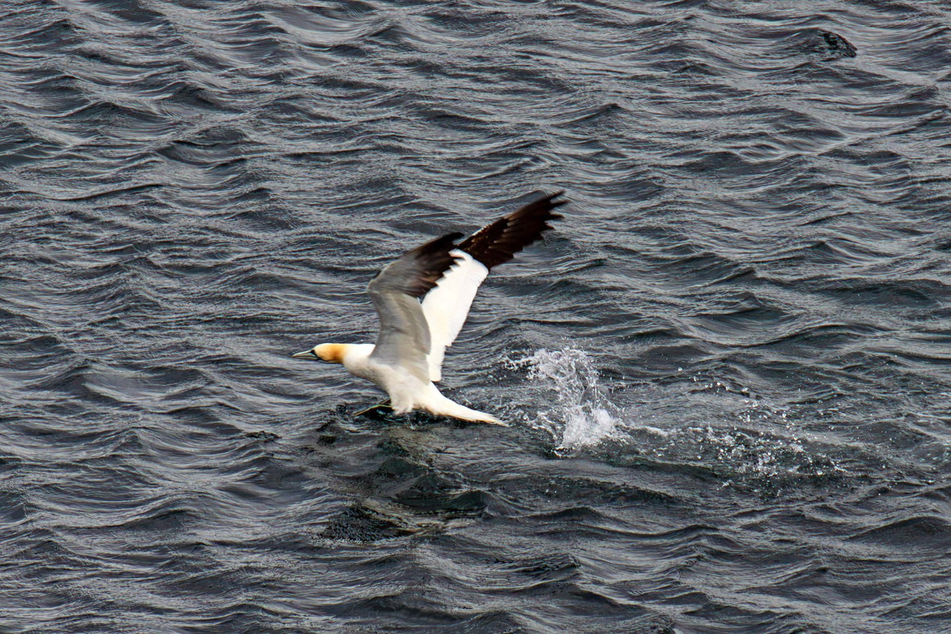 Northern Gannet getting airborne after dive - Tantallon Castle 04 July 2026