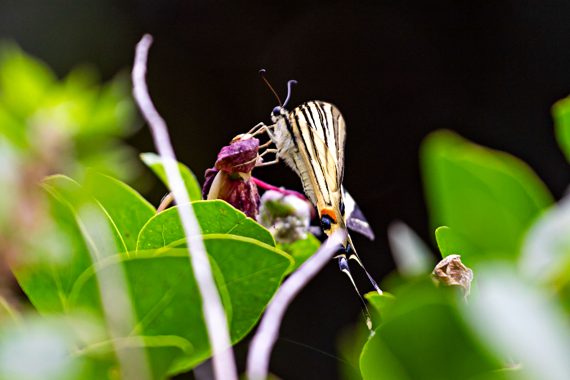Scarce Swallowtail in the Medici Fort - Siena 21 June 2024