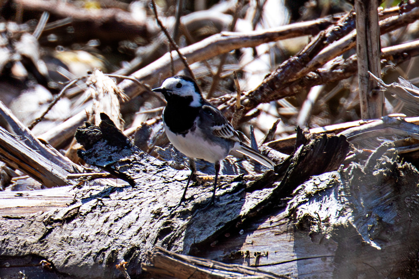 Pied Wagtail - Beacon Hill on the B6368