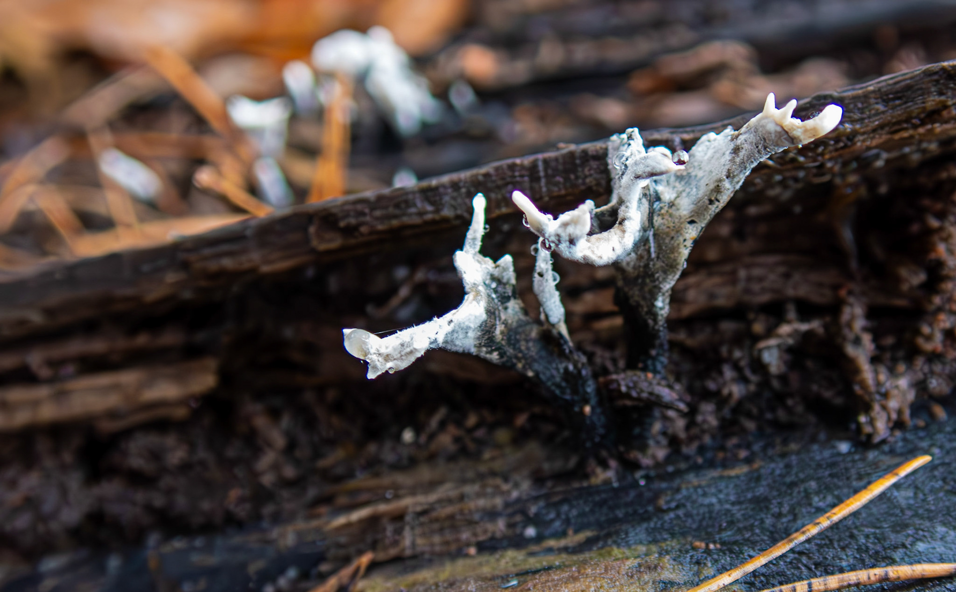 candlesnuff fungus (Xylaria hypoxylon) Deans Woods 08 November 2025