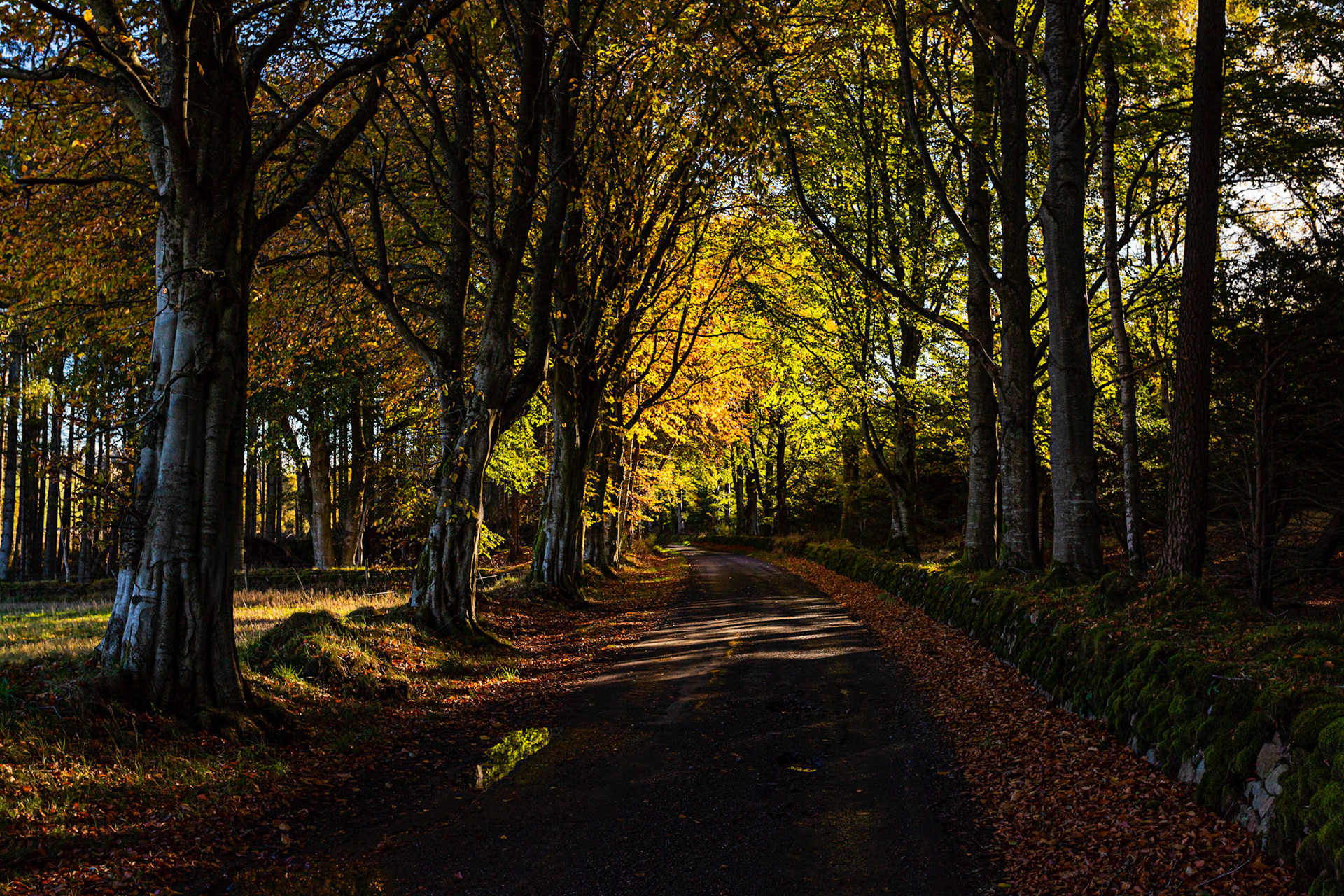 Autumn in Aberdeenshire 14 to 16 October 2022