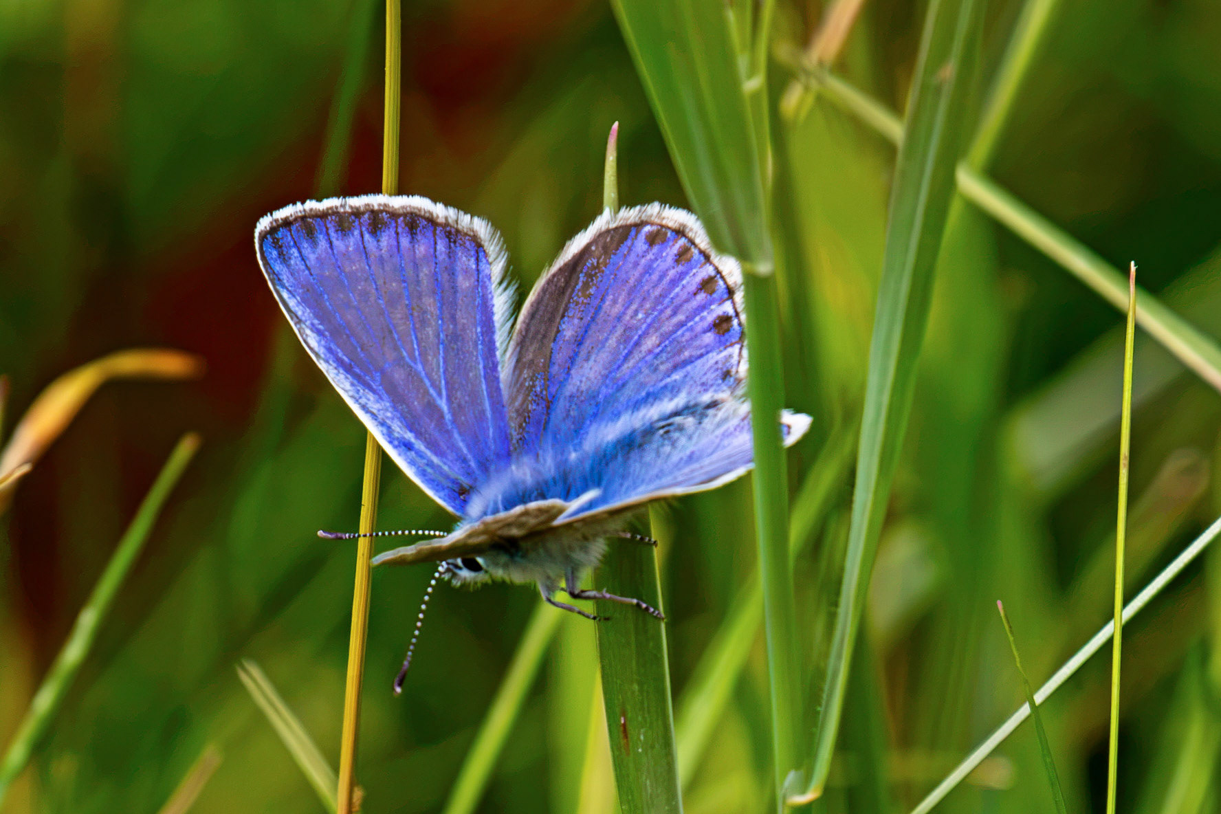 Common Blue (Polyommatus icarus) - Harperrig 14 July 2026