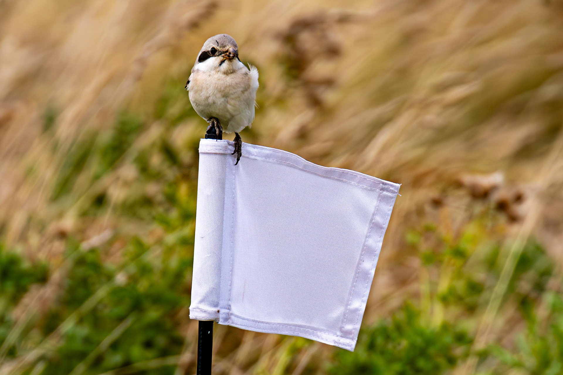 Steppe Grey Shrike in Dunbar 14 Sept 2024