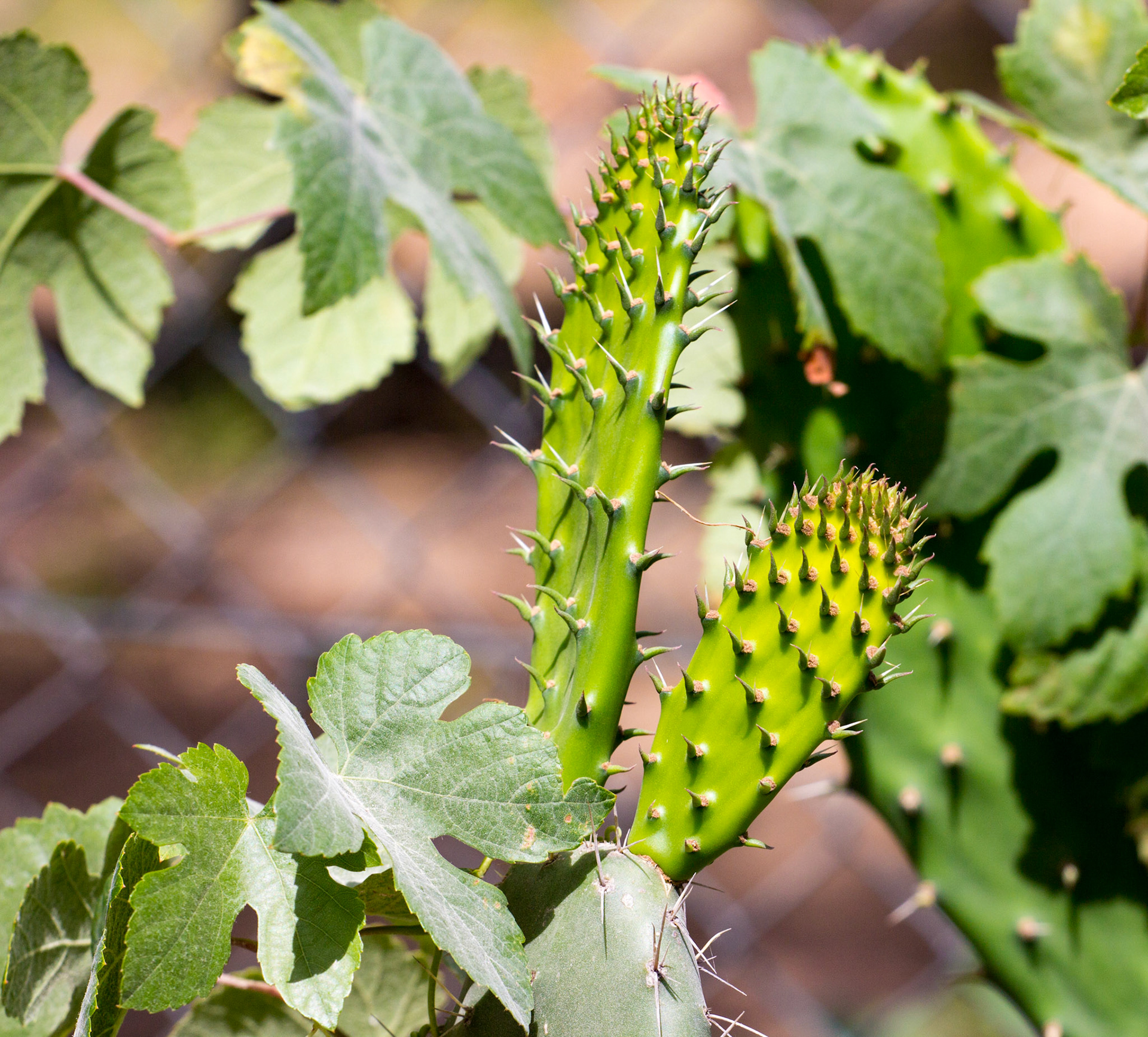 Tavira, Eastern Algarve, Portugal
