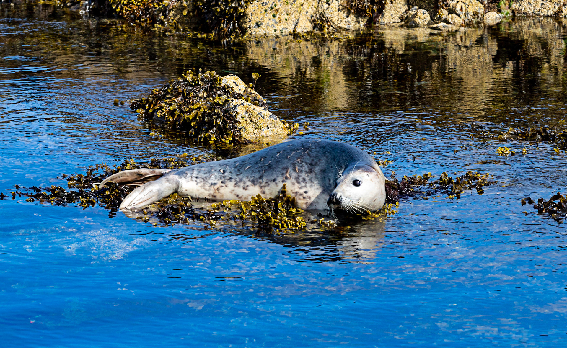 Isle of May - 04 June 2022