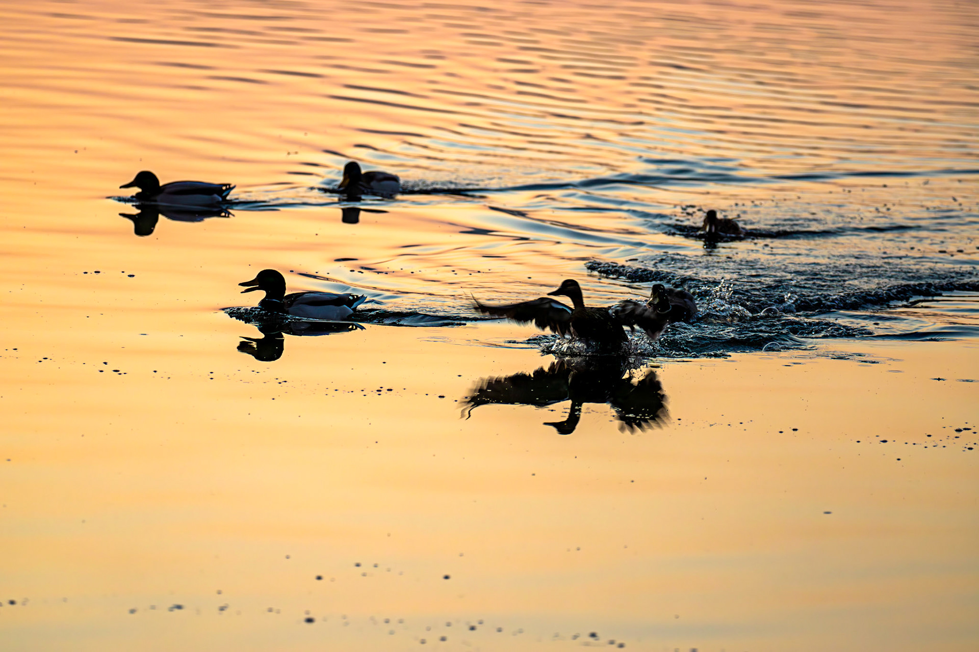 Mallard at Sunrise - Hogganfield Loch 19 March 2025