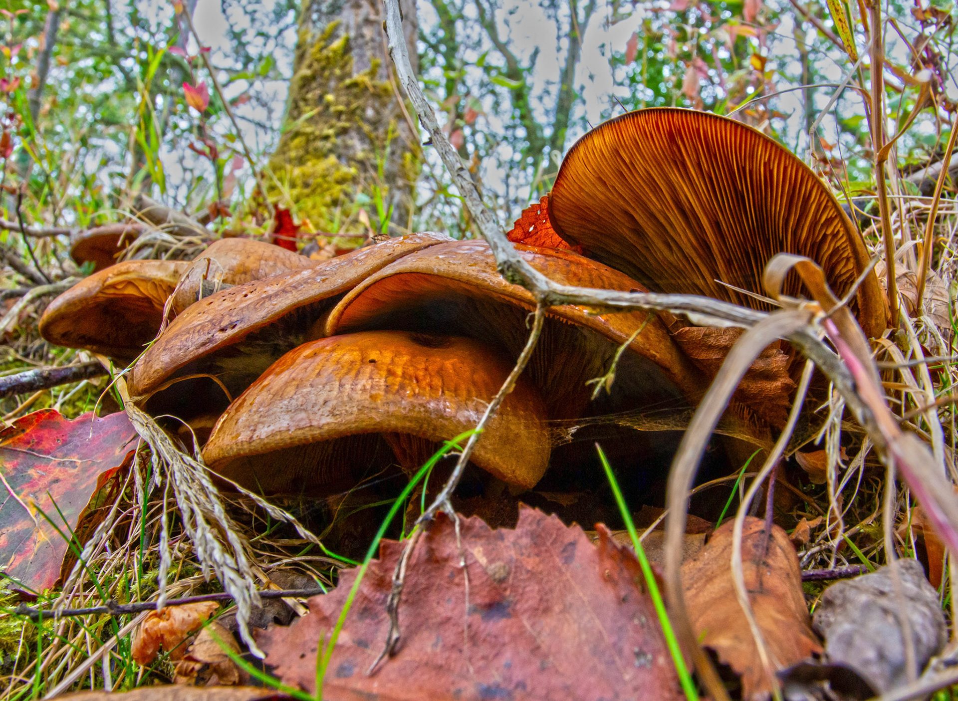 Bavelaw 24 Sept 2025