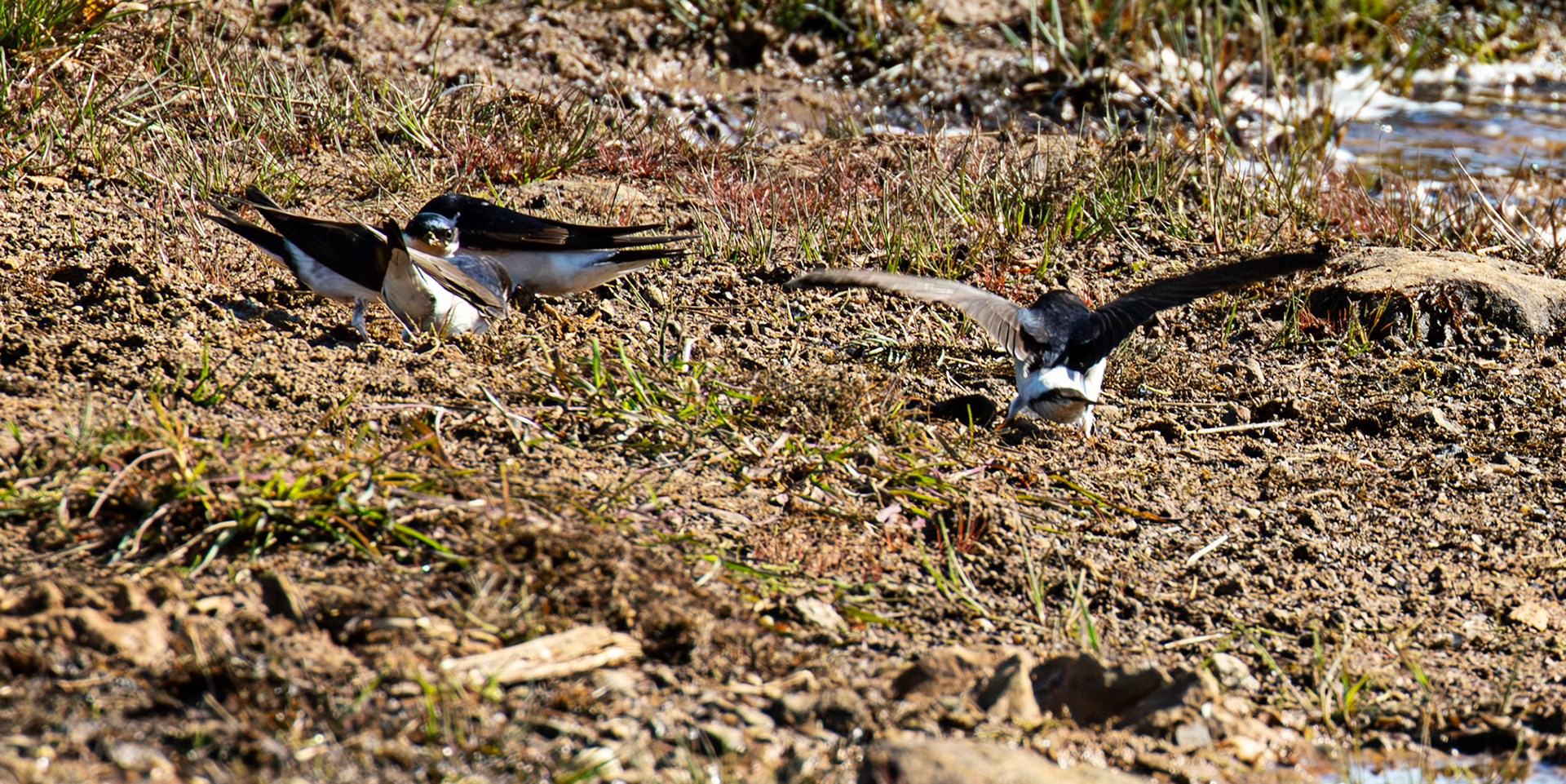 House Martins collecting mud - Harperrig 17 May 2025