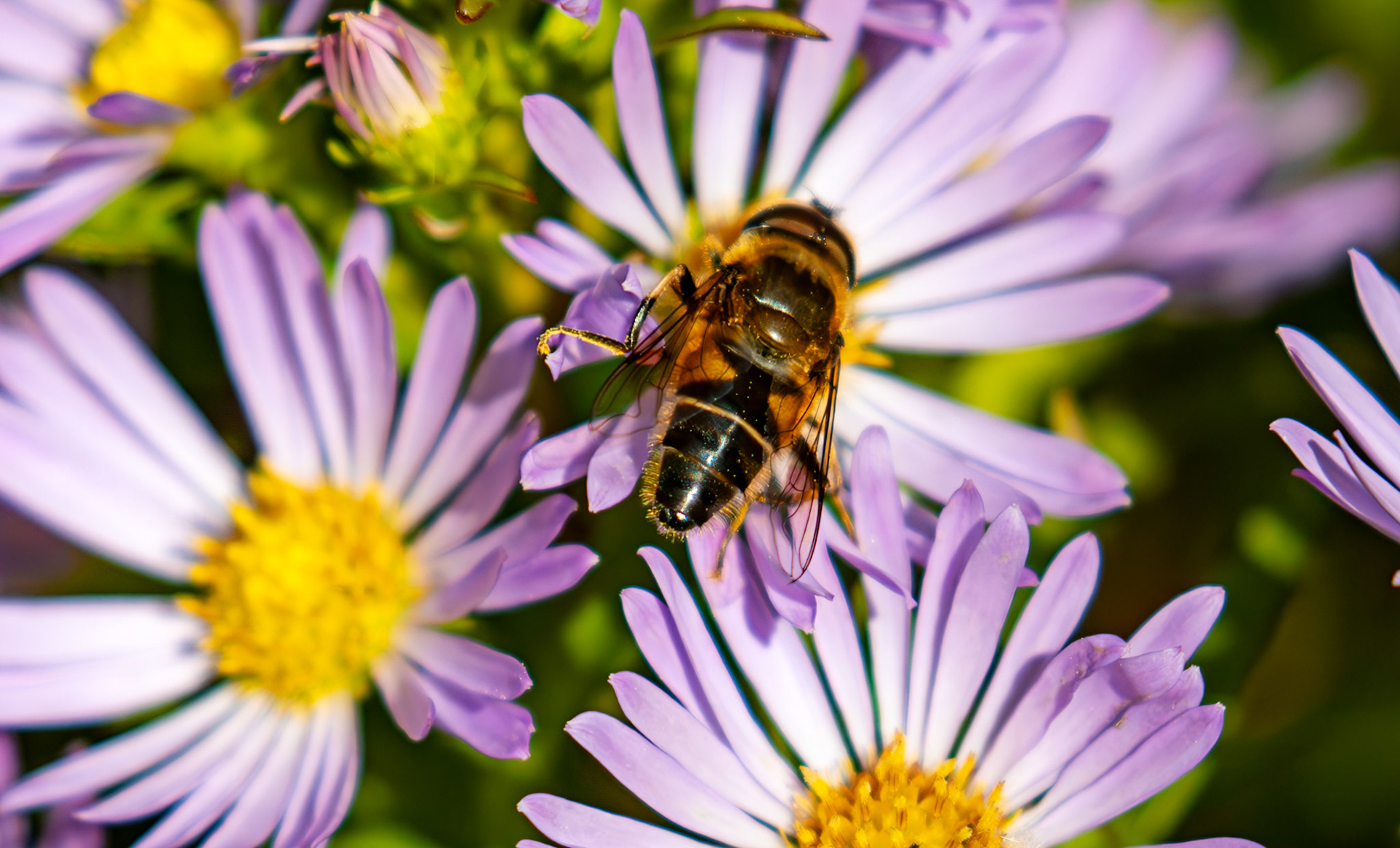 The Knock 12 Sept 2024