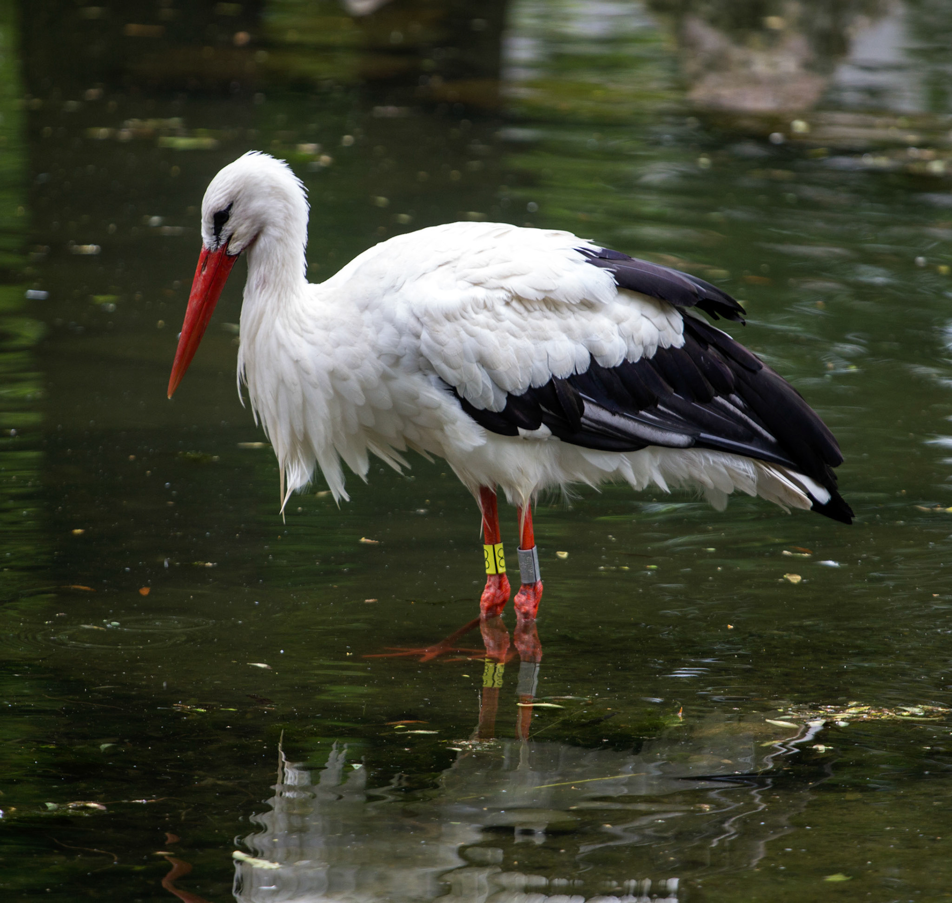 CernayPlease see my other Photographs at: http://www.jamespdeans.co.uk/