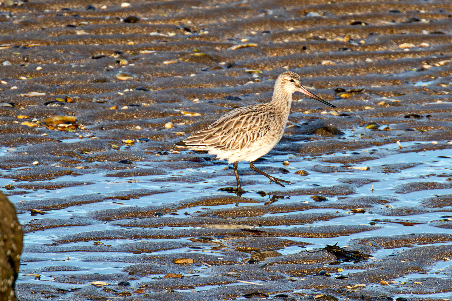 Port Seton 18 November 2024
