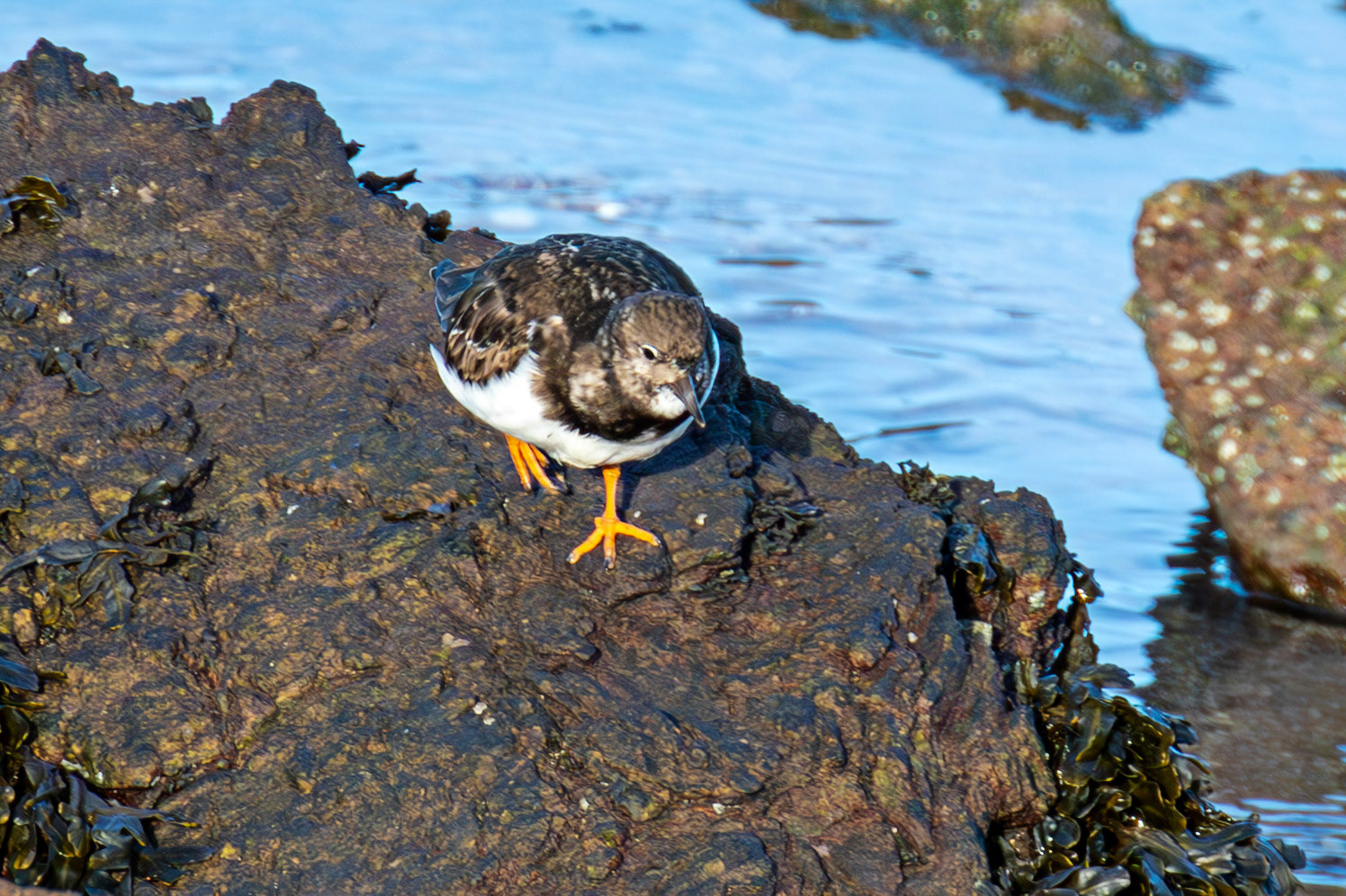 Turnstone, Port Seton 18 November 2024