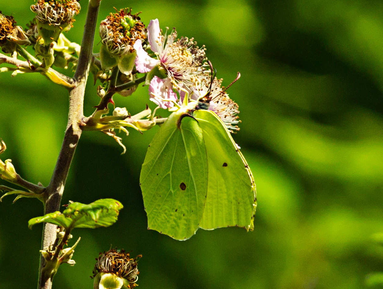Monteriggioni 22 June 2024