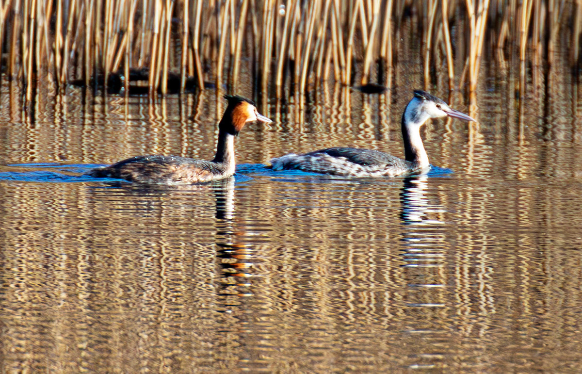 Great Crested Grebe (doing partial dance) at Linlithgow Loch 18 March 2026. One Grebe in Breeding plumage and one in winter plumage, which is very odd.