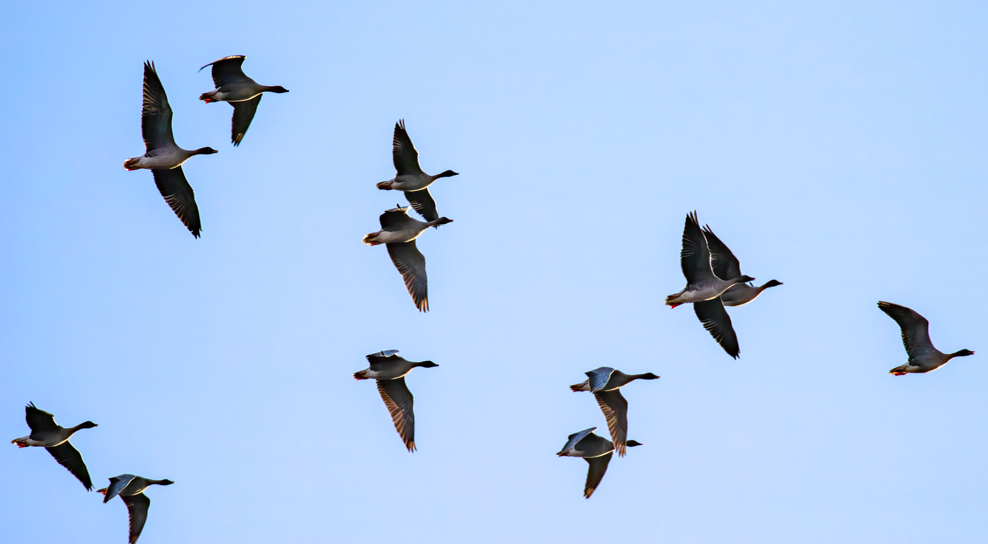 Pink Footed Geese - Harperrig Reservoir 26 October 2024