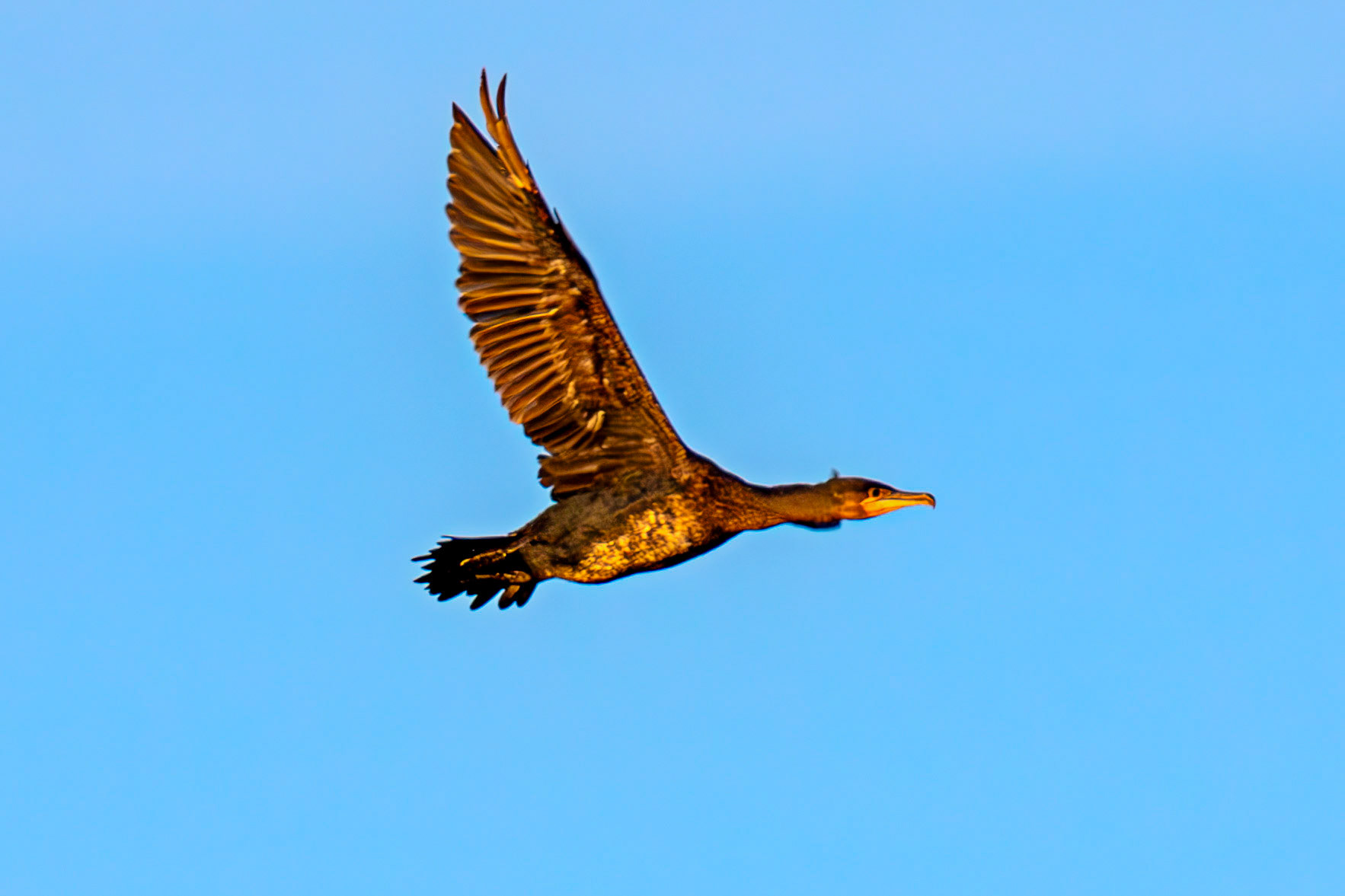 Atlantic Great Cormorant at Harperrig 14 October 2024