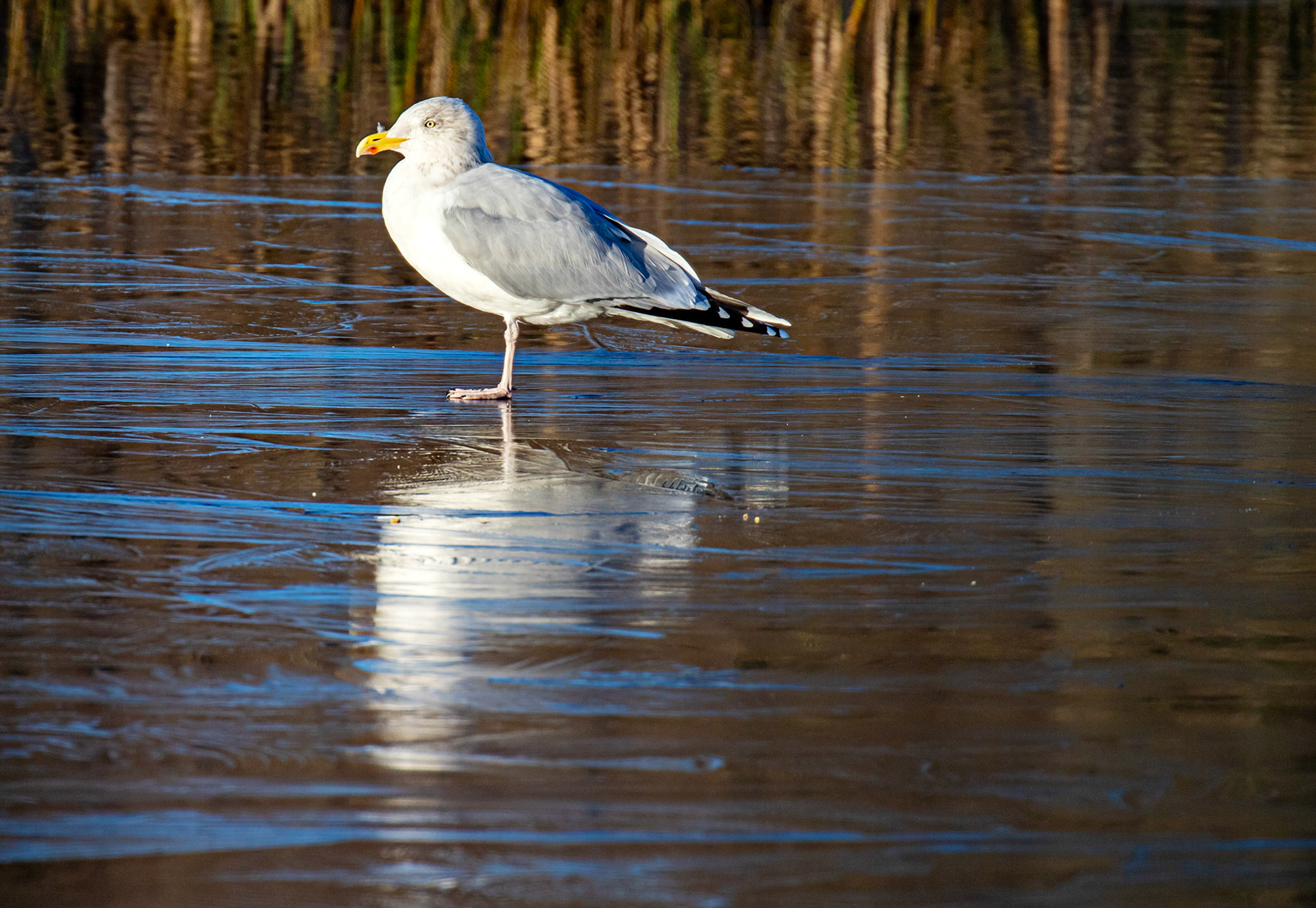 Herring Gull at Birnie &amp; Gaddon Lochs 08 January 2025