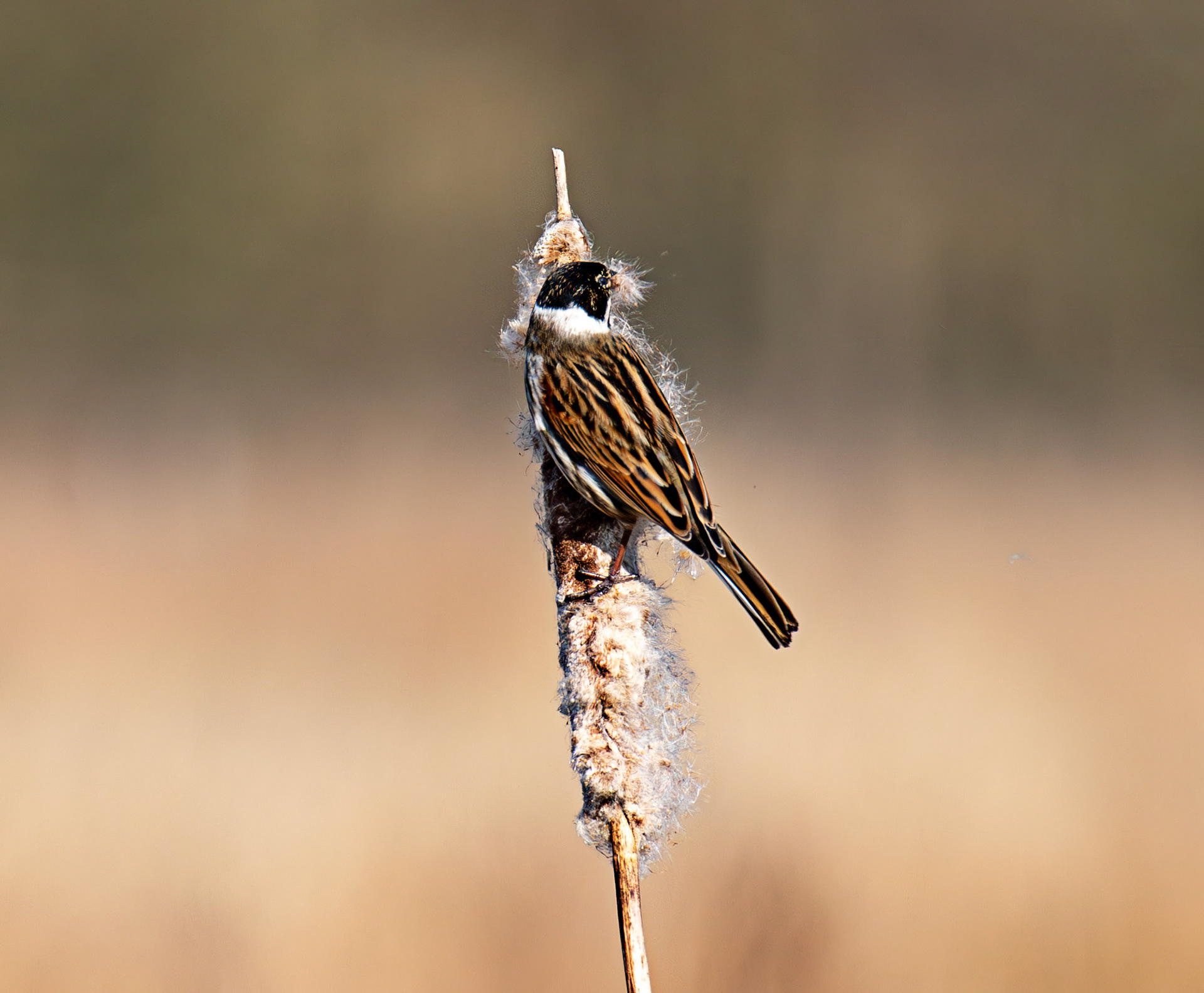 Reed Bunting at Black Devon Wetlands 20 March 2026