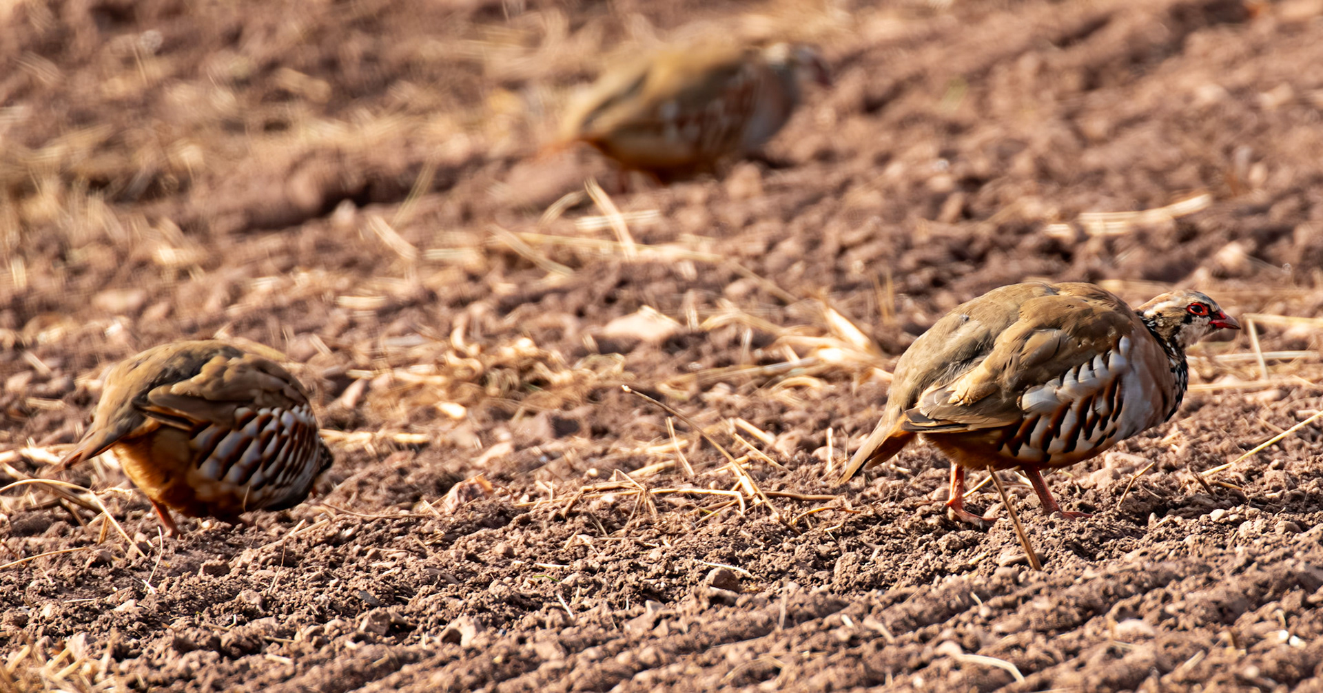 Thurston Mains - Red Legged Partridge 29 Sept 2024