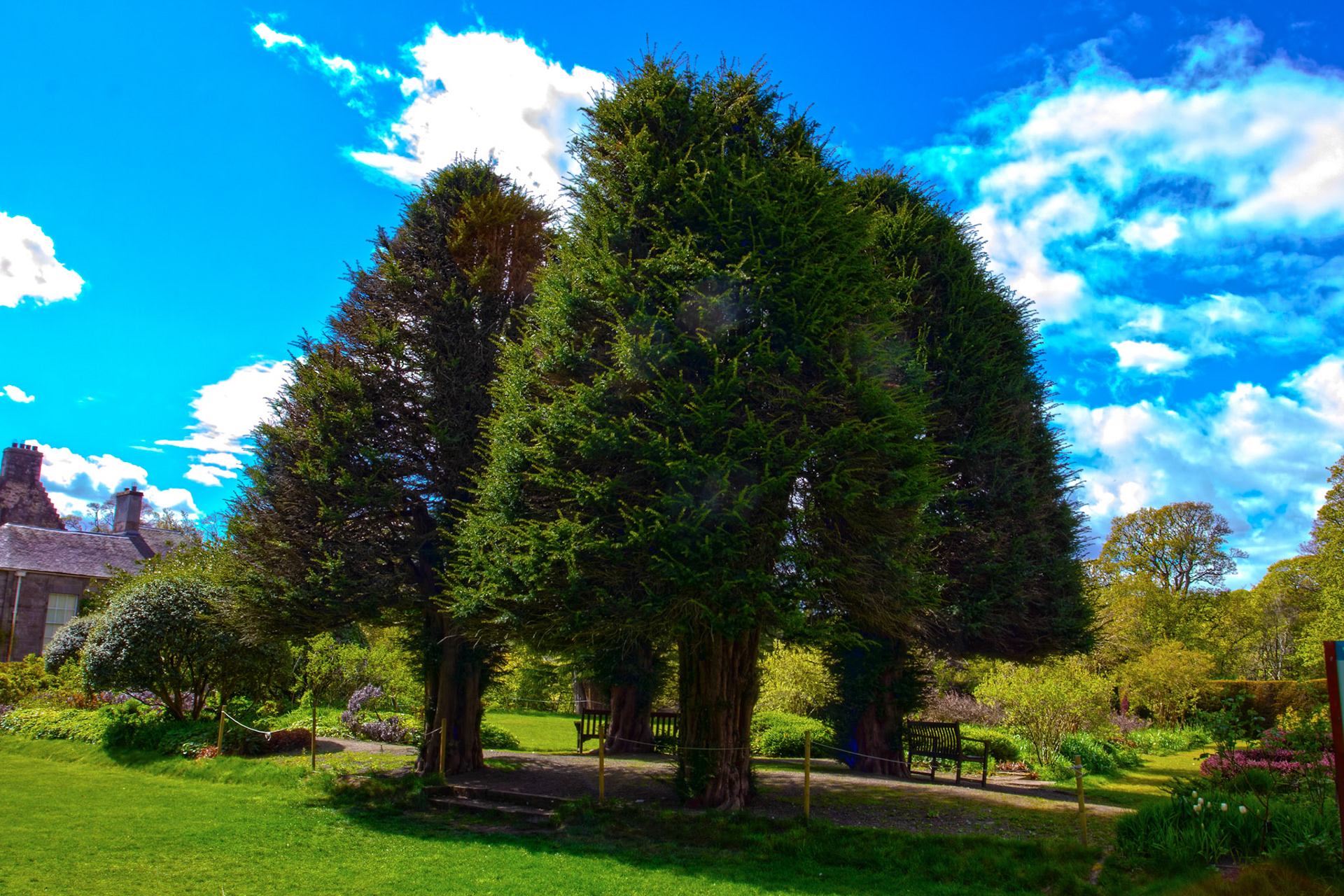 Malleny Gardens, Balerno 27 April 2026 - the Four Apostles