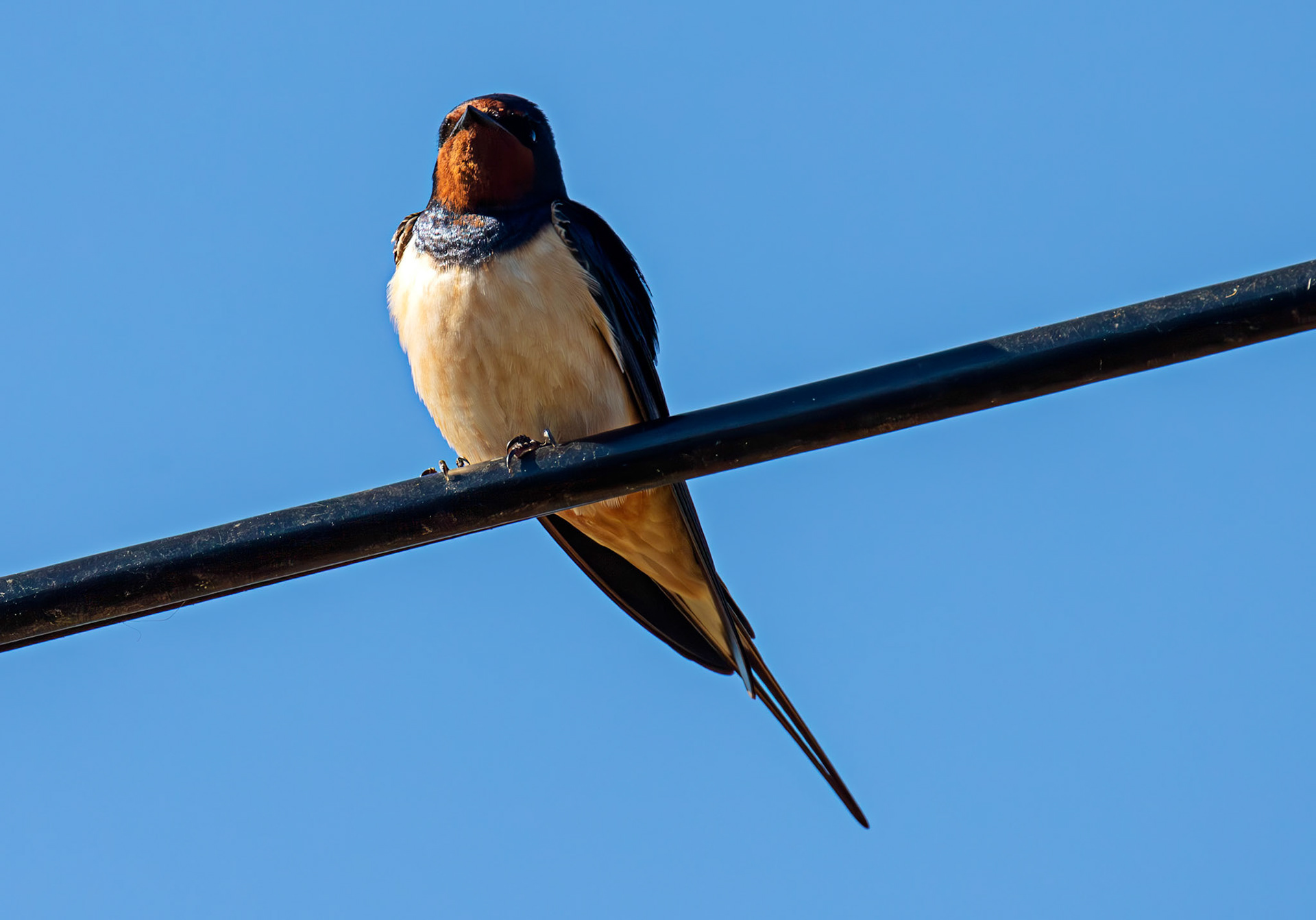 Swallow near Dornoch 30 April 2026