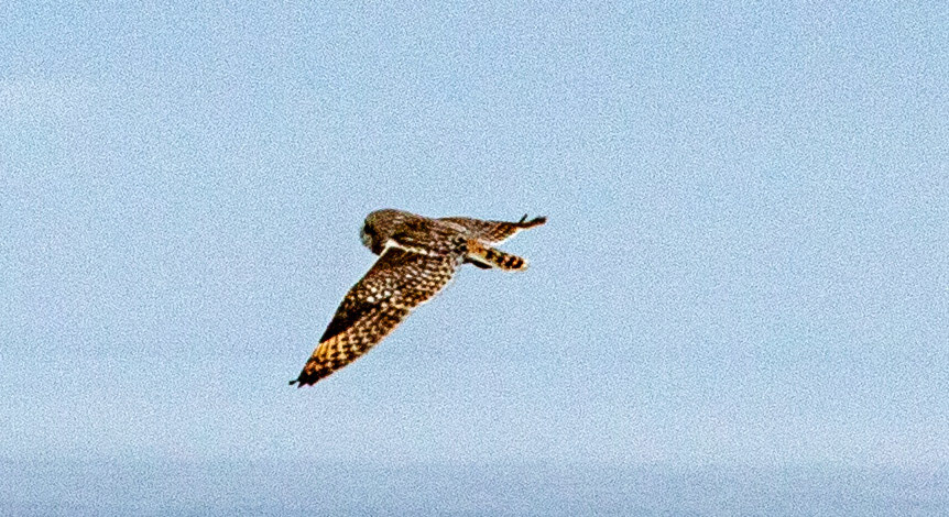 Short Eared Owl Caithness 05 May 2024