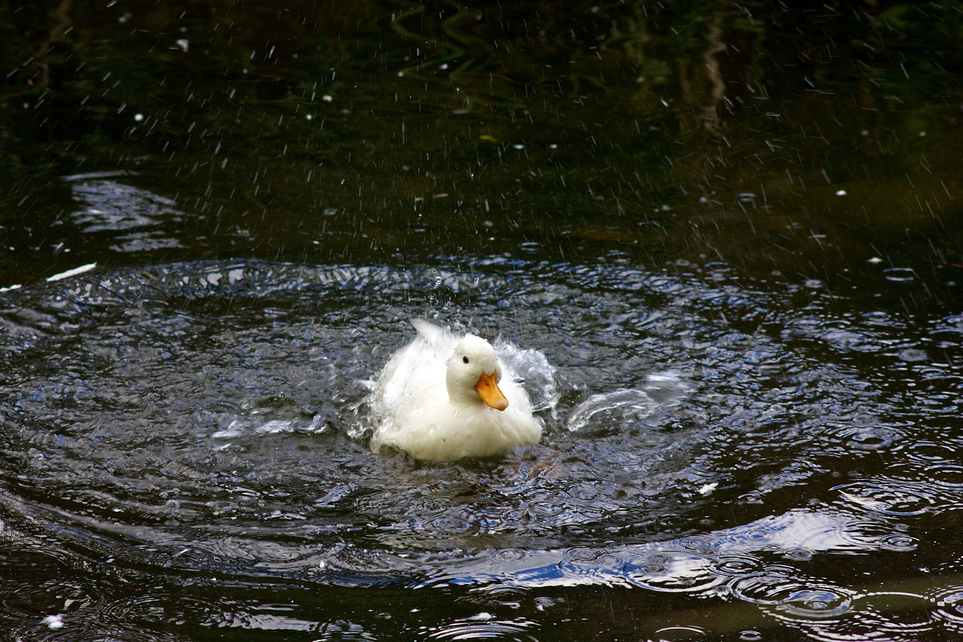mallardPlease see my other Photographs at: http://www.jamespdeans.co.uk/
