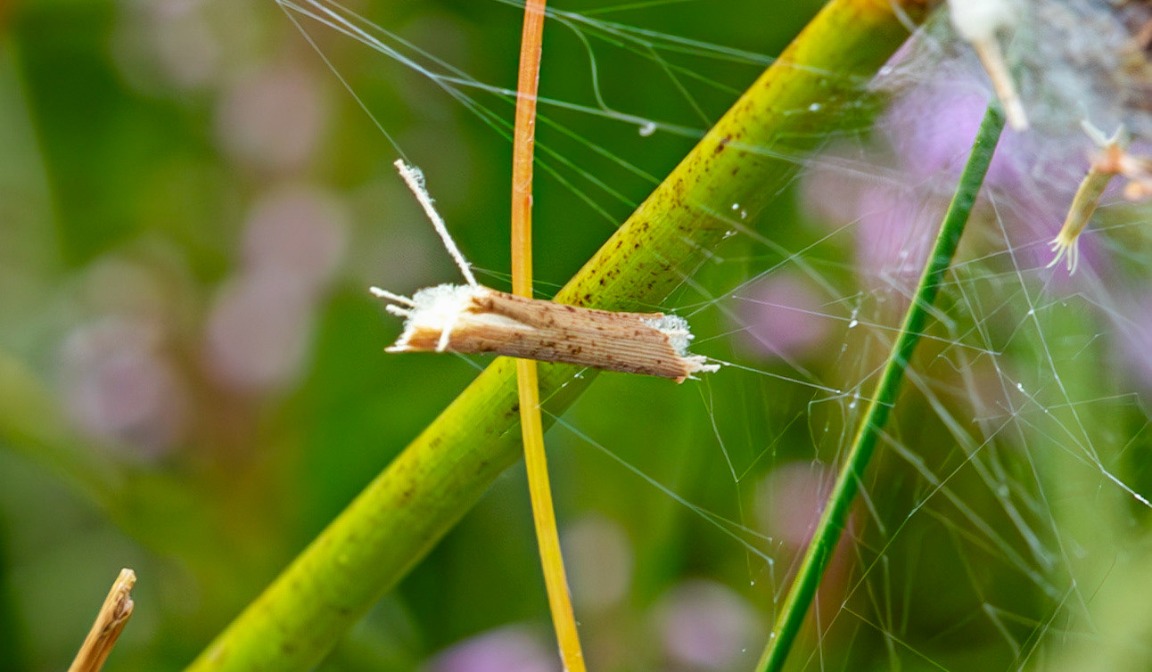Flanders Moss 06 August 2024