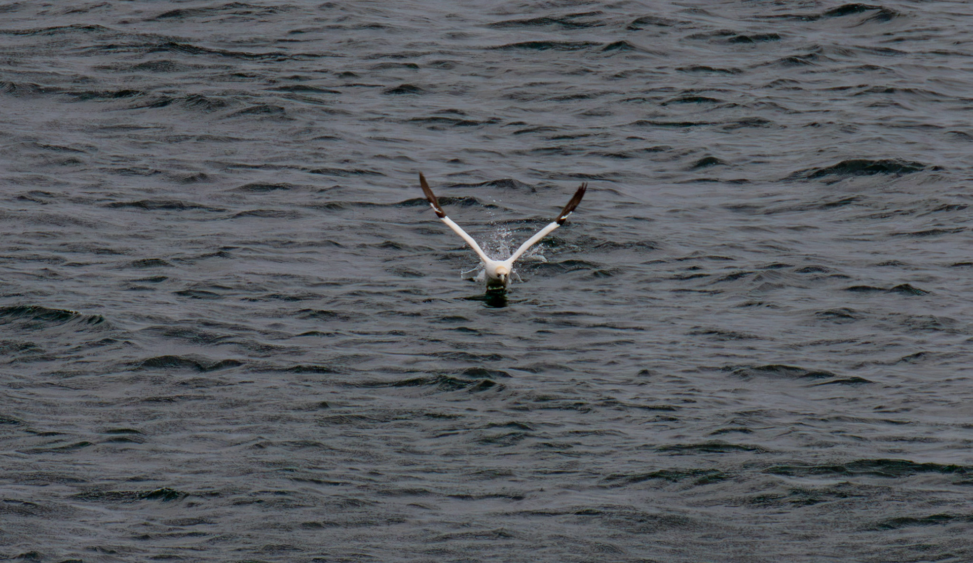 Northern Gannet getting airborne after dive - Tantallon Castle 04 July 2026