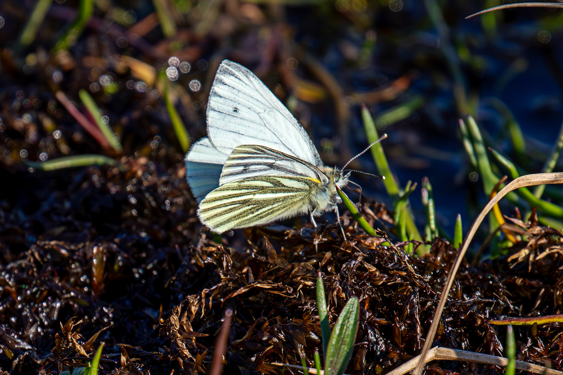 Green Veined White (Pieris napi) - Green Veined White - Harperrig 30 April 2025