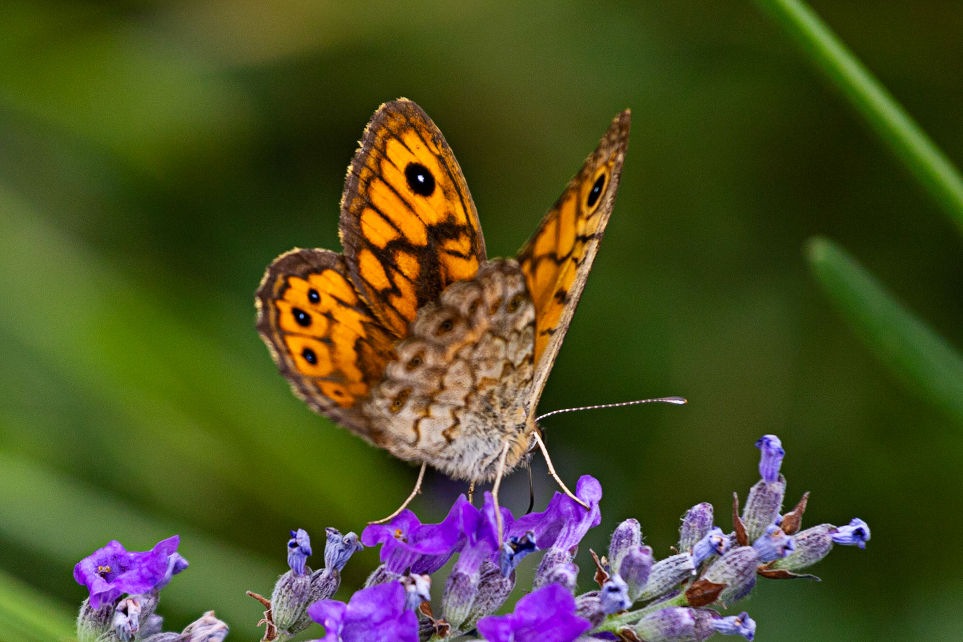 Butterflies in the Medici Fort - Siena 21 June 2024