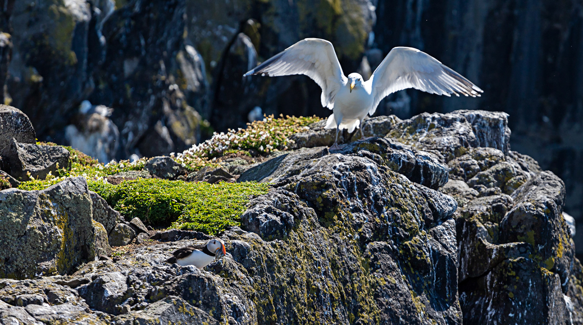 Puffin - Isle of May - 04 June 2022