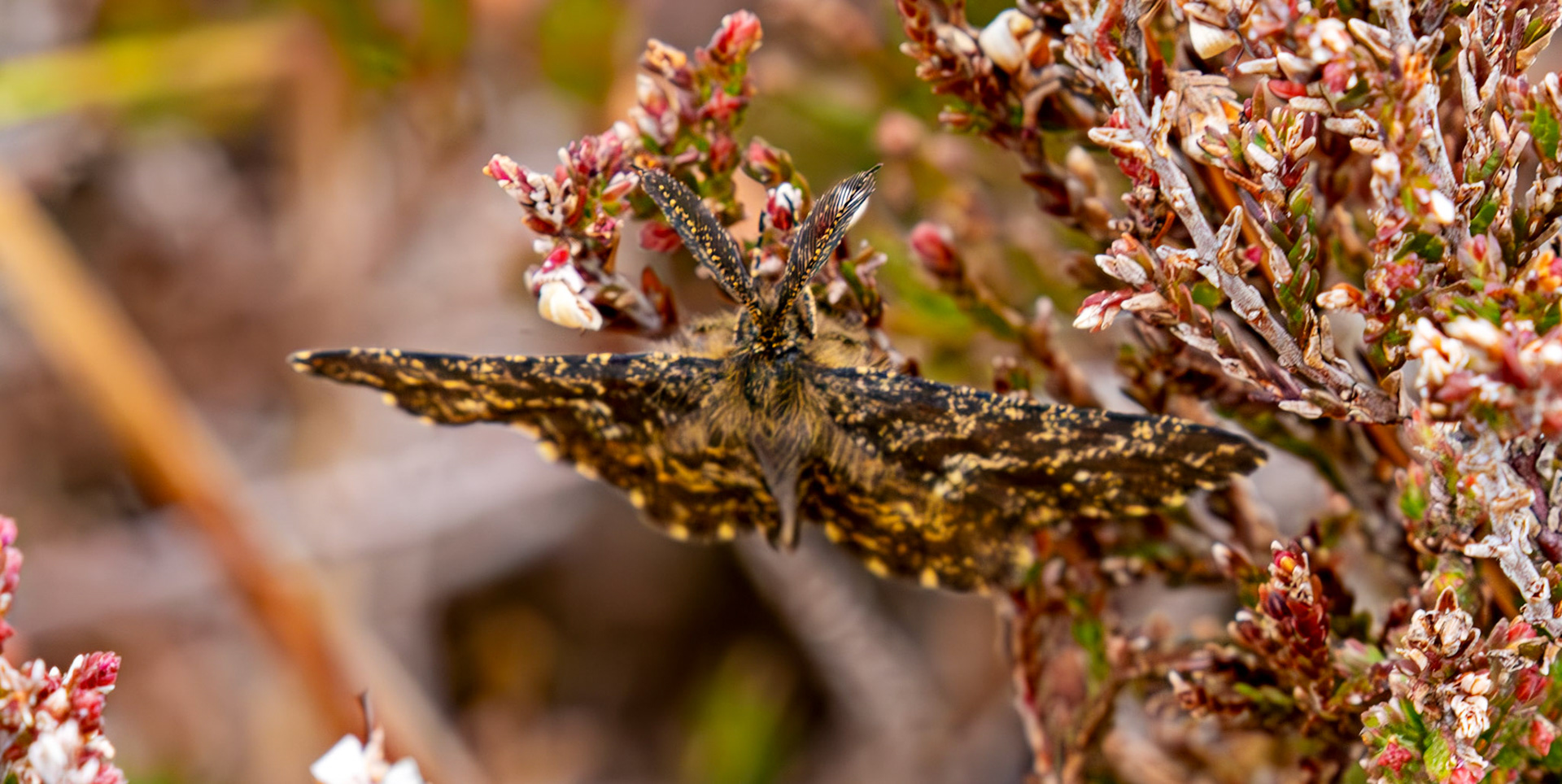 Common Heath Moth (Ematurga atomaria) Forsinard 01 May 2026