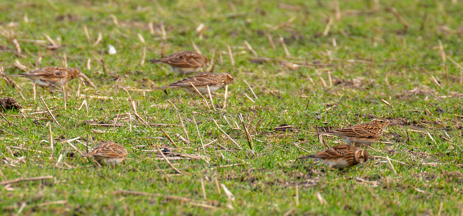 Skylark: The Island of Islay 04 March 2025
