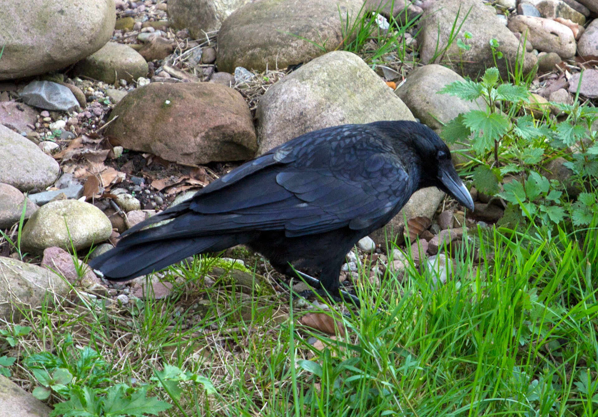 EttlingenPlease see my other Photographs at: http://www.jamespdeans.co.uk/